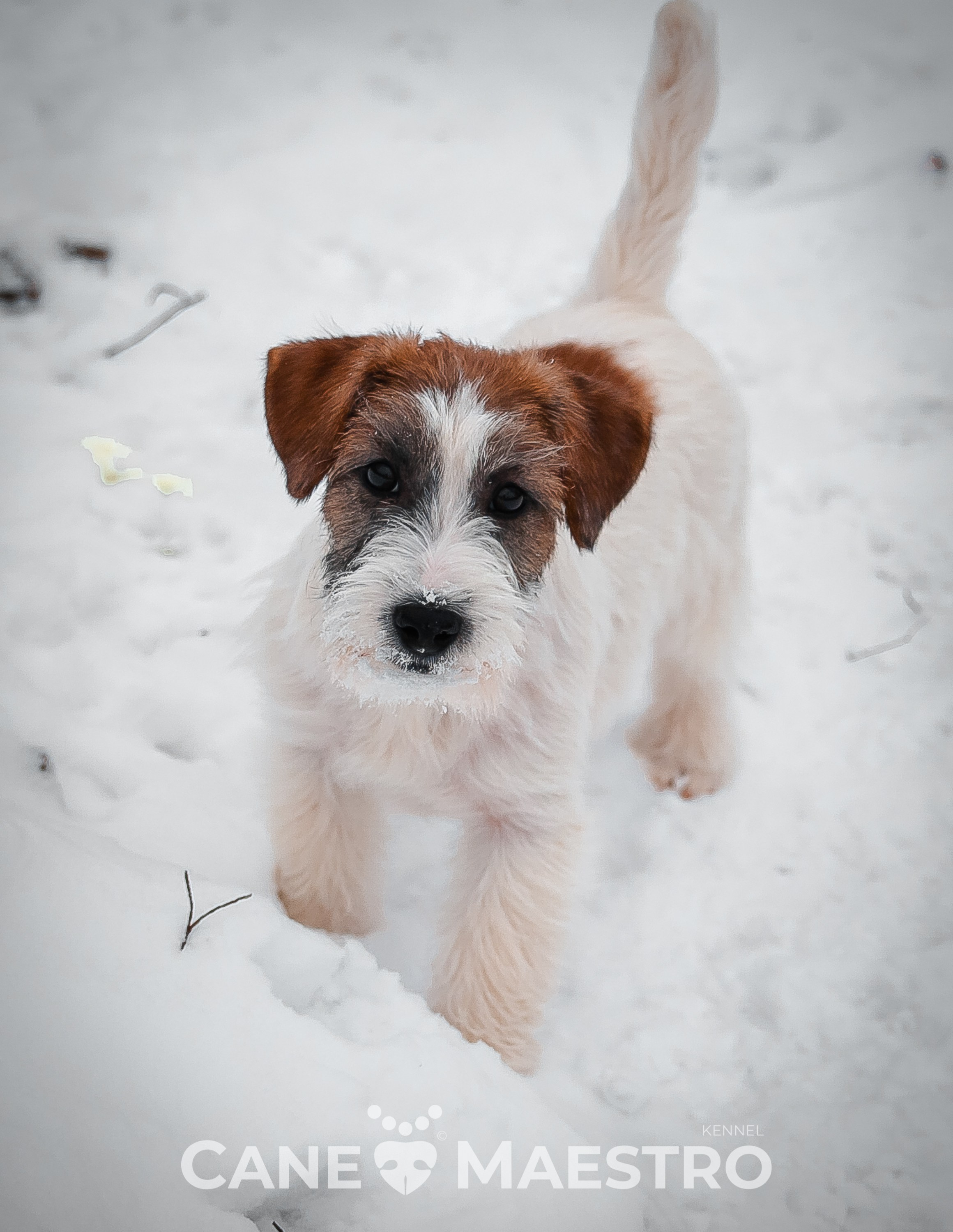 Щенок кобель ДРТ. КАНЕ МАЭСТРО — питомник Джек рассел терьеров