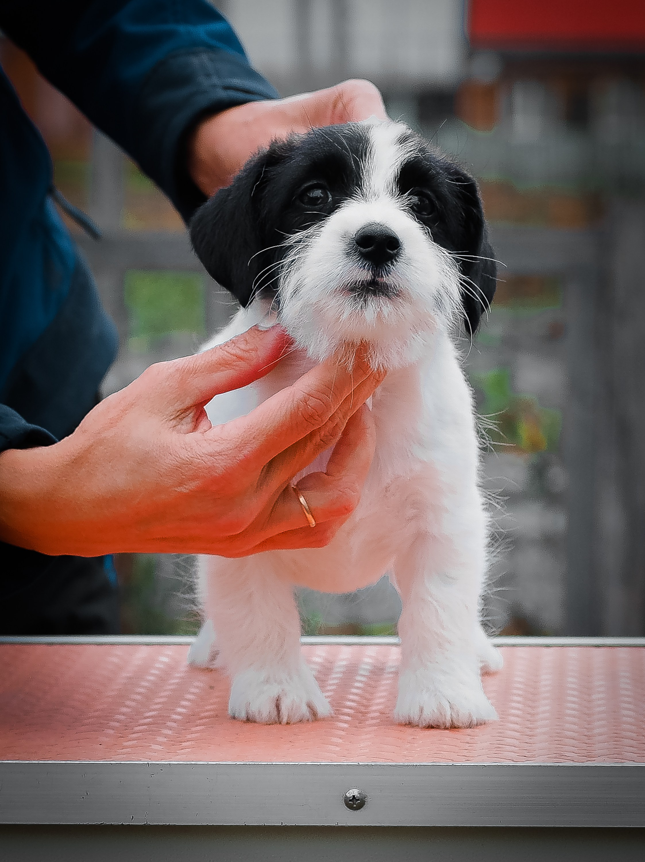 X_КОБЛ_4_БЕЛ_ЧЕРН. CANE MAESTRO — kennel Jack Russell Terrier