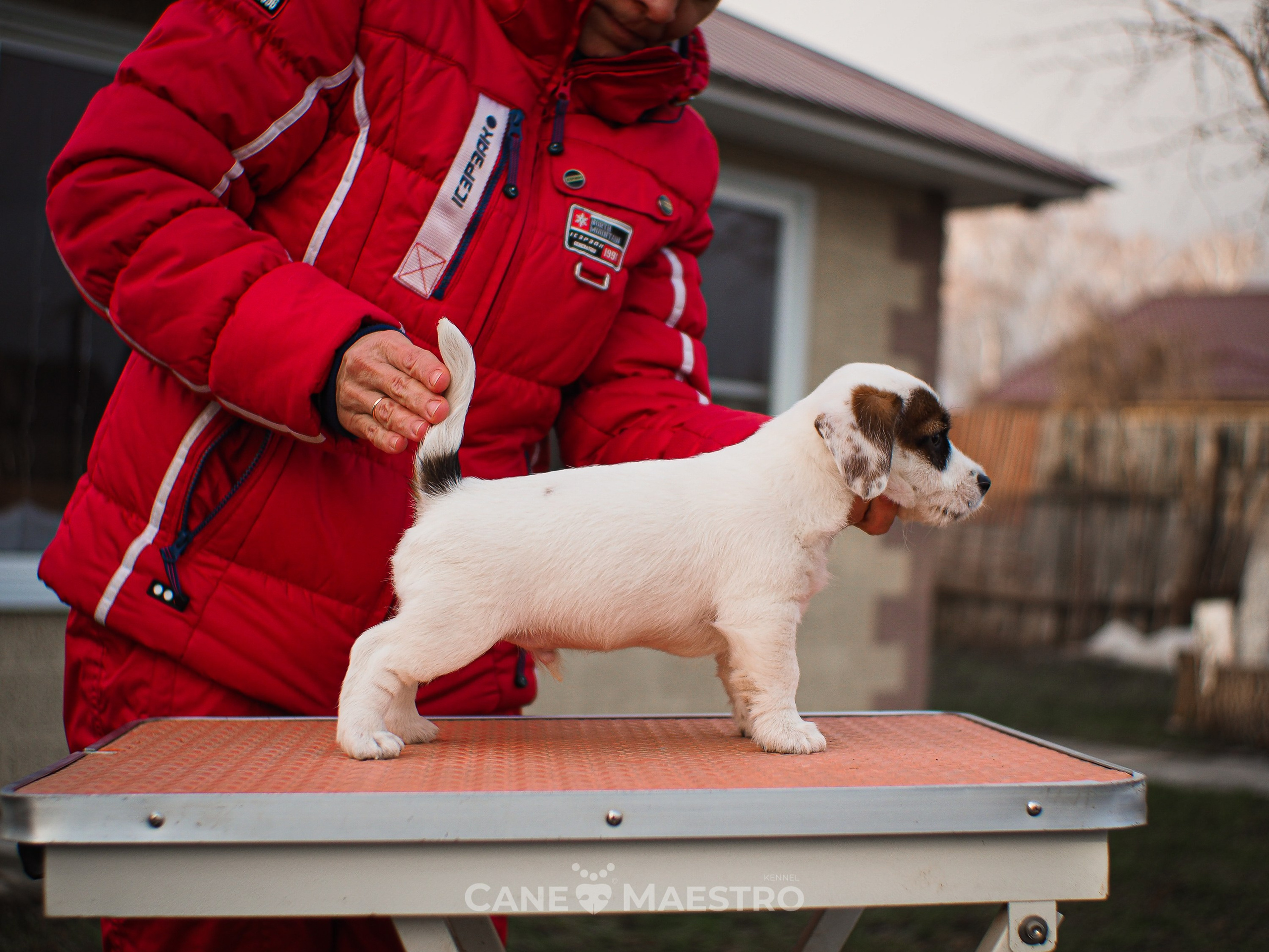 1КОБЛ_МОНОКЛЬ_Ц_ЛИТТЕР. CANE MAESTRO — kennel Jack Russell Terrier