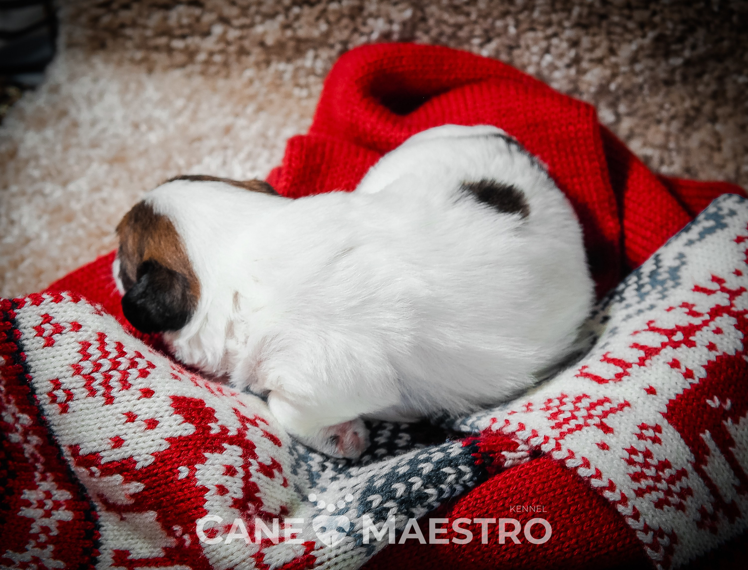 3КОБЛ_СНЕГОВИК. CANE MAESTRO — kennel Jack Russell Terrier