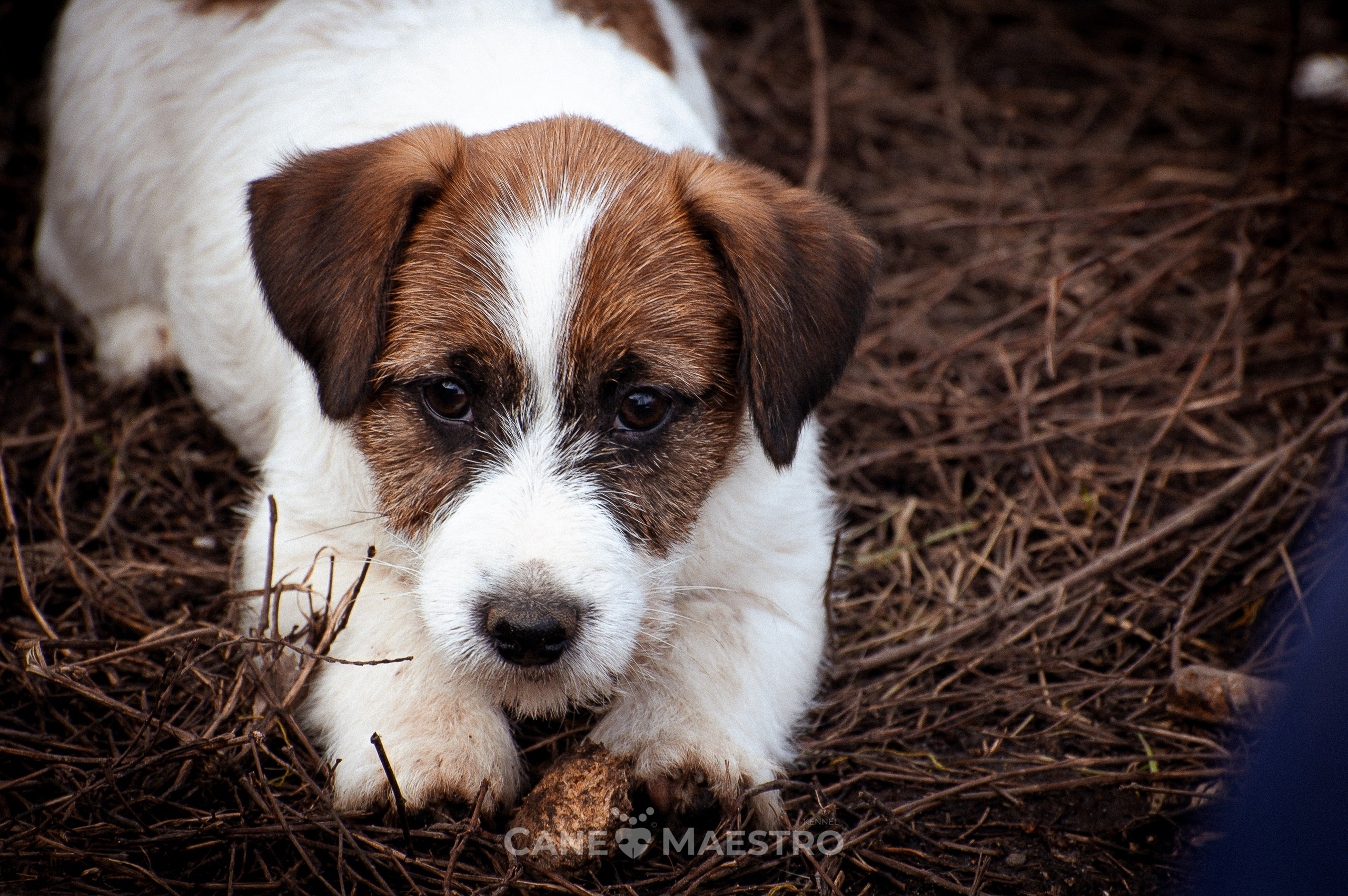 Мальчик 2. Кобель бело-рыжий. Джек рассел терьер щенок. КАНЕ МАЭСТРО — питомник Джек рассел терьеров