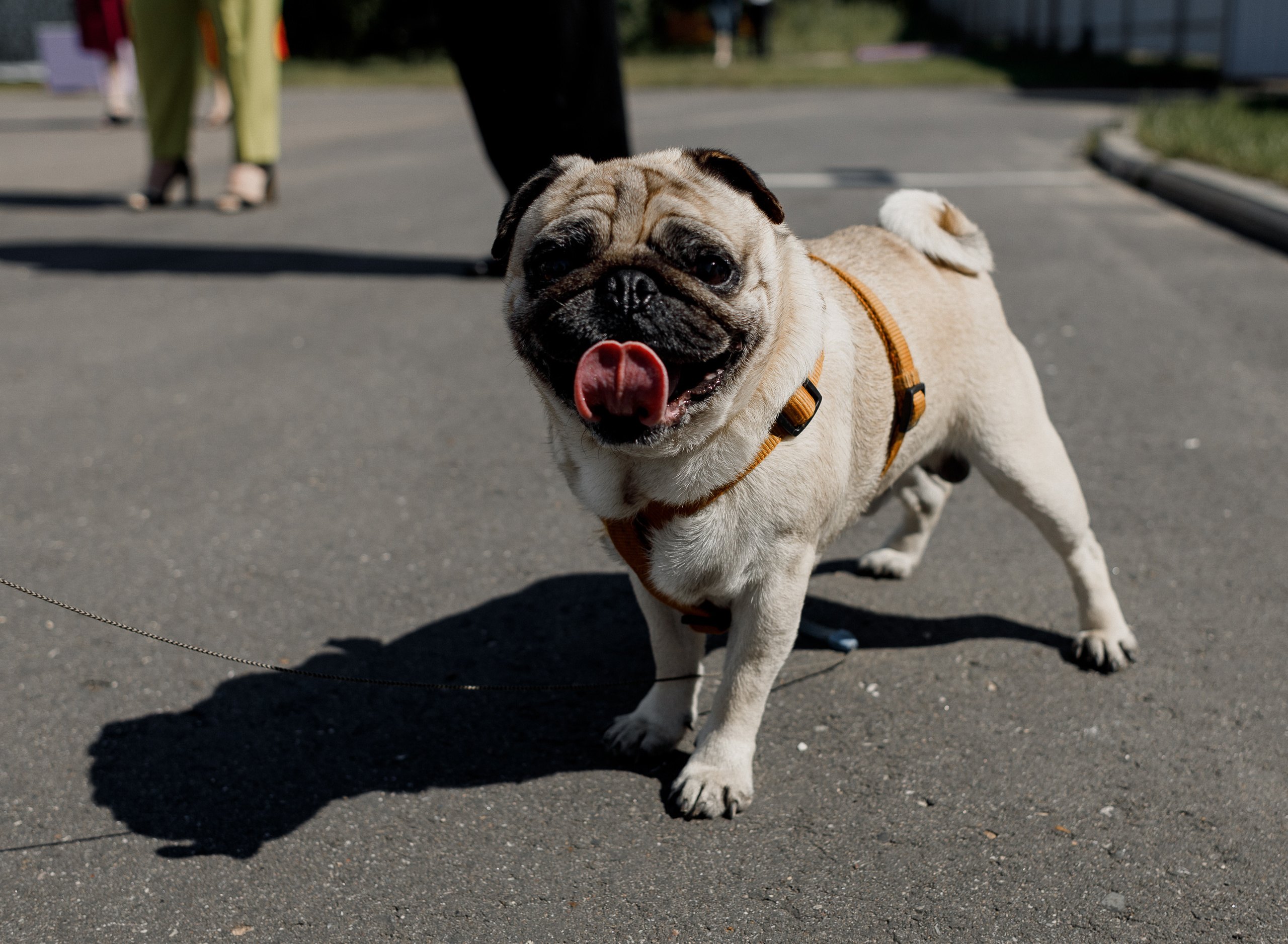 Love is about pleasing each other every day. Свадебный фотограф Дмитрий Воробьев Ярославль