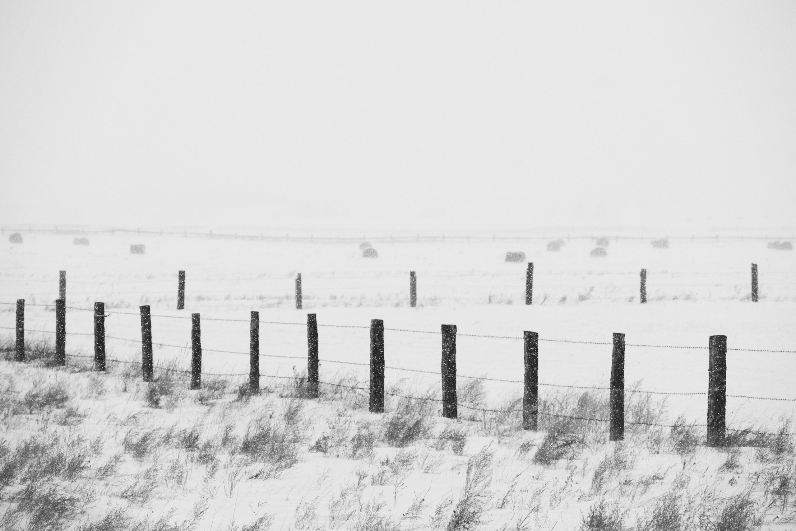 Silence. Irina Borodina