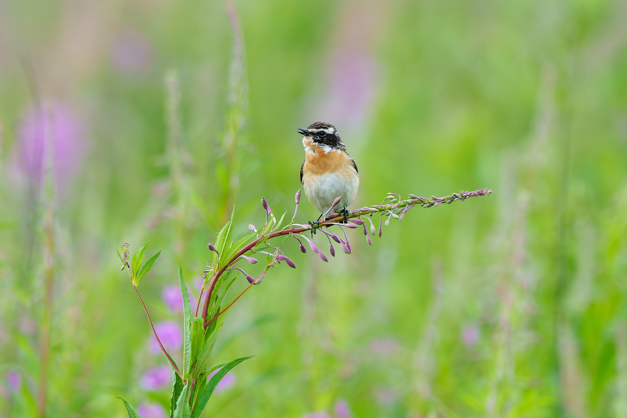 Удивительные мир птиц. Вокруг нас столько прекрасного — присмотритесь!. Ваш личный фотограф Марина Волкова
