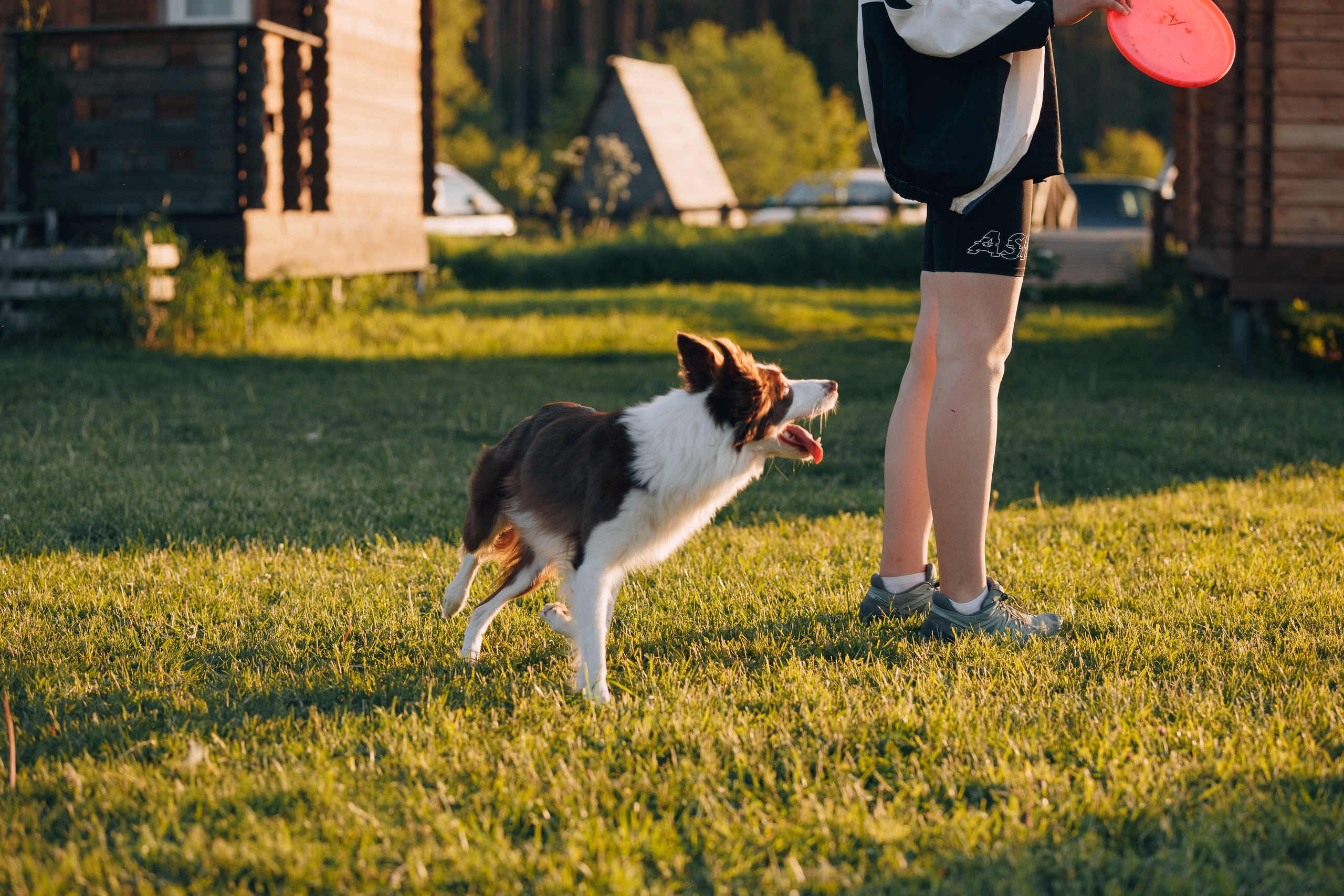 Кинологический лагерь в Горыныче. Фотограф анималист Кристина Карпова, Москва