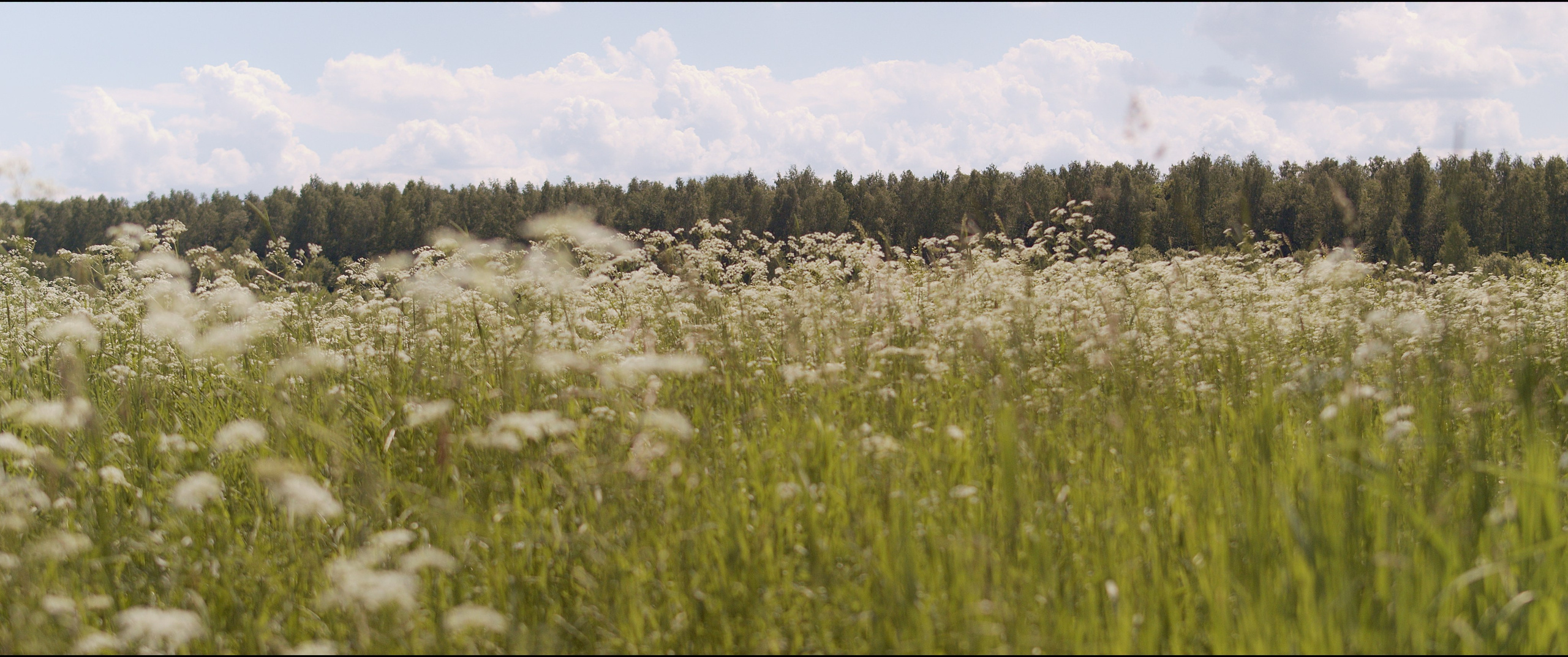 Footage from the interview. Poale Ell Chinese Crested Dog Kennel: Buy a puppy from the kennel