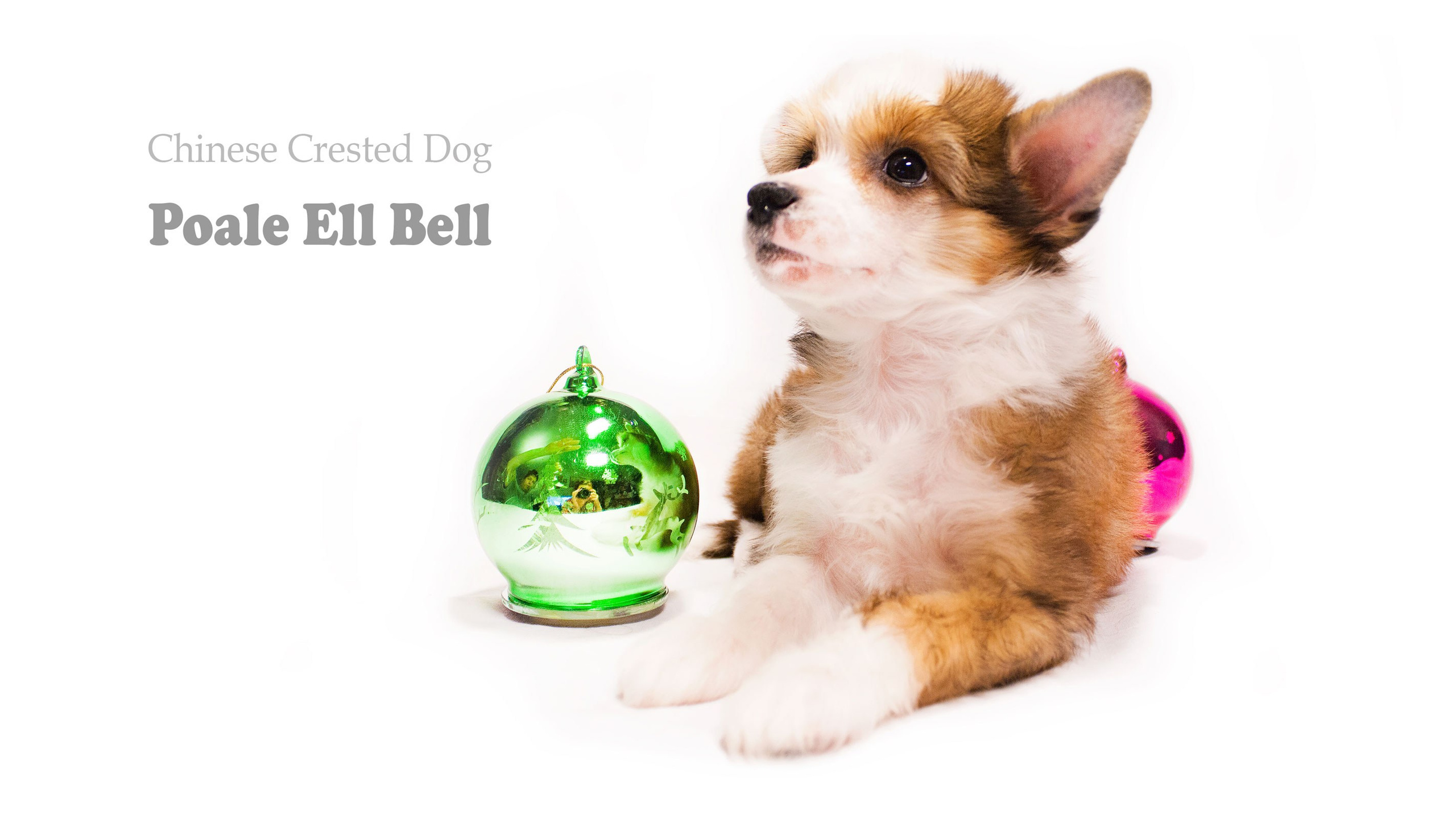 Poale Ell Bell. Chinese Crested Dog Kennel Poale Ell