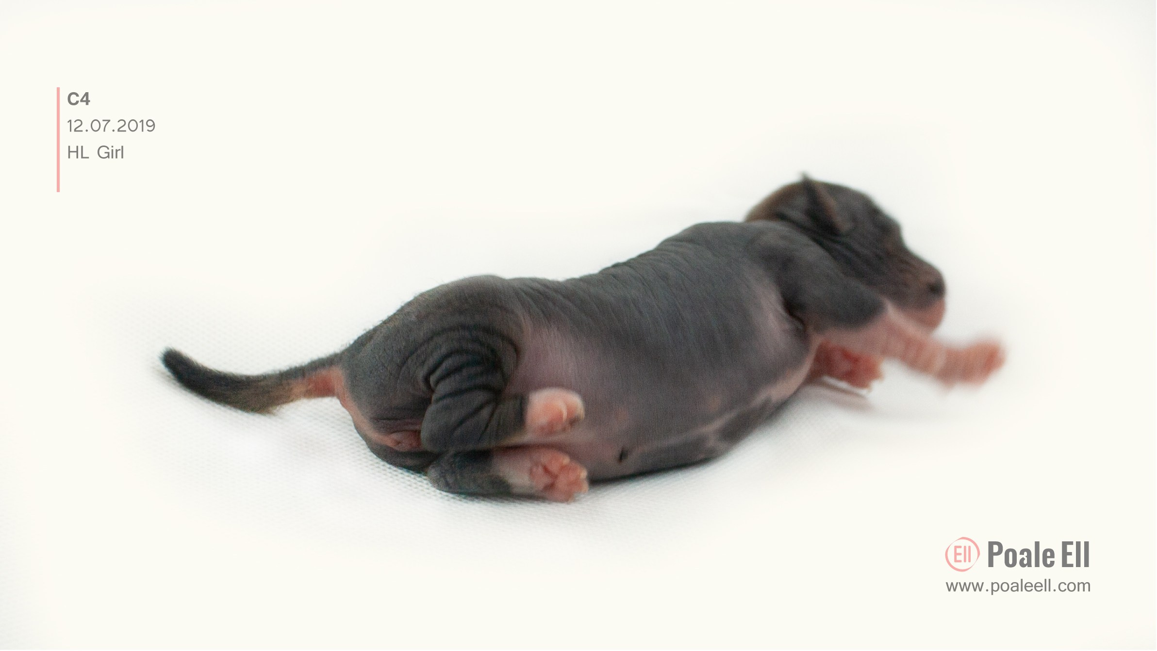 Litter C. Chinese Crested Dog Kennel Poale Ell