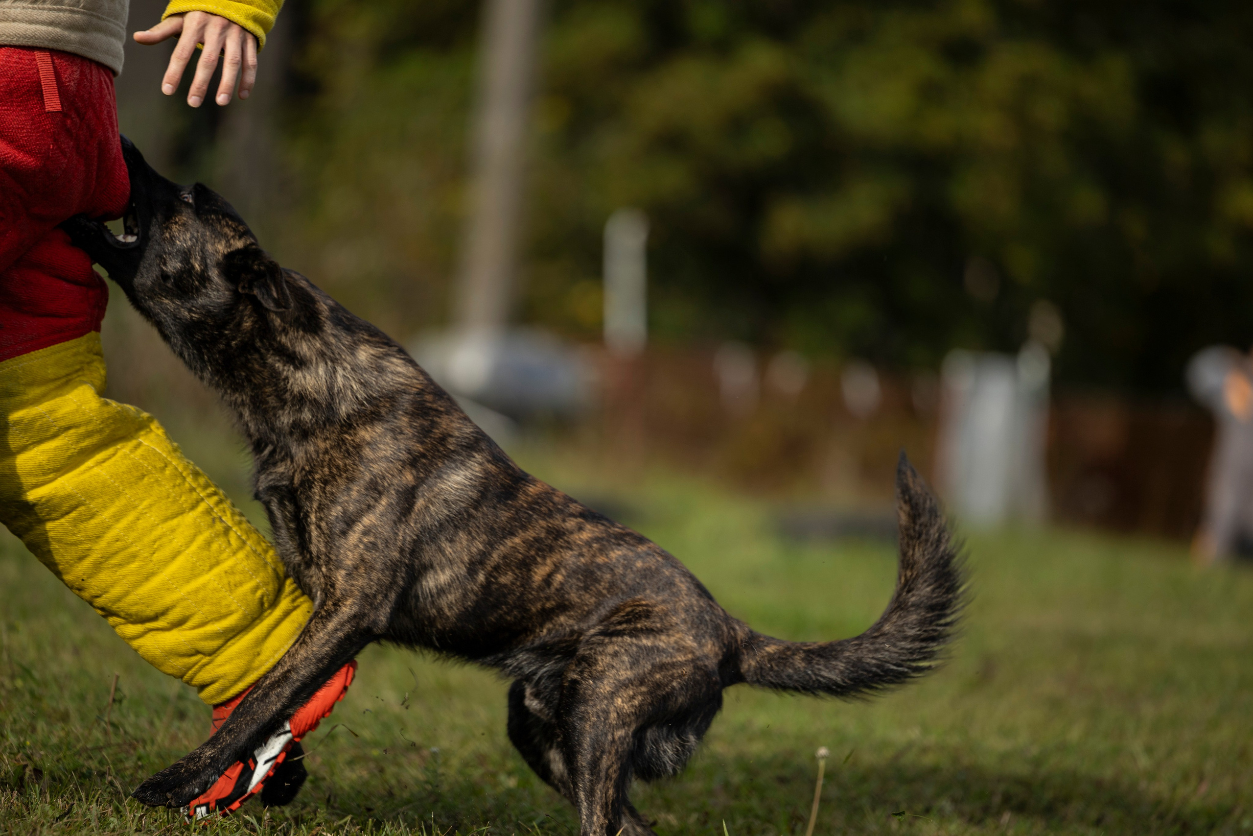 Испытания по Мондьорингу г. Пушкин. Фотограф-анималист Анна Маринич