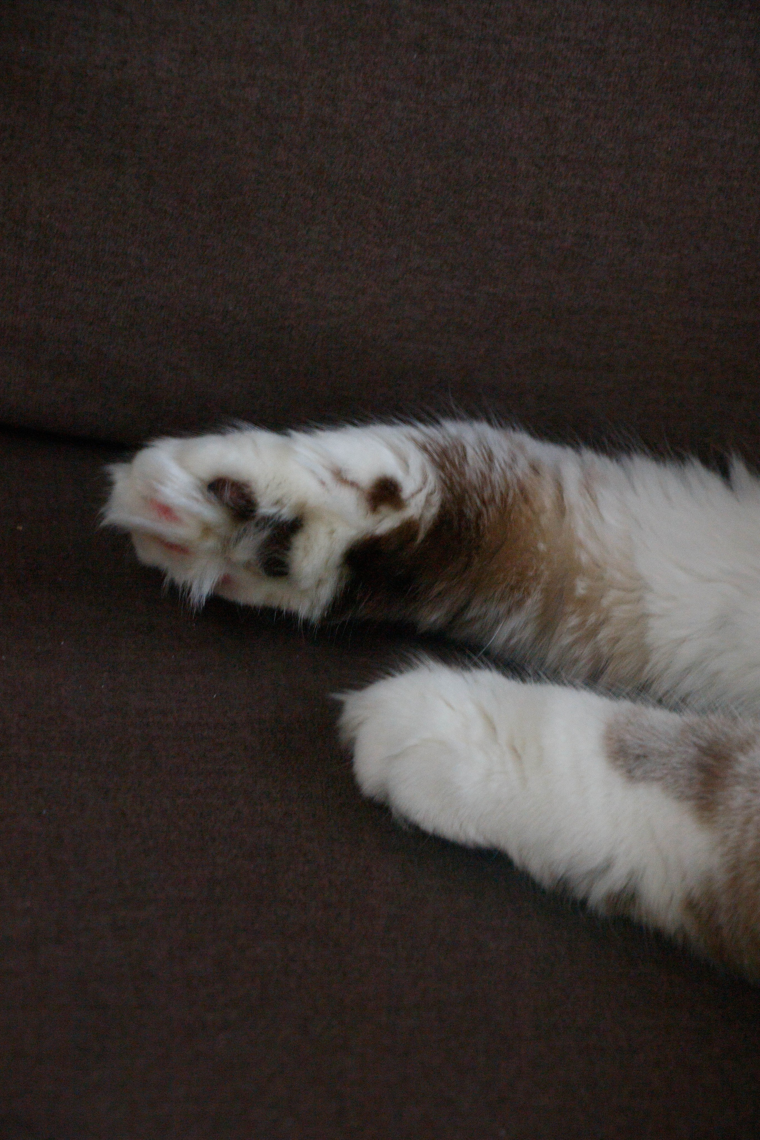 Kristina & Miya. Бережно сохраняю ваши чувства и истории на своих фотографиях