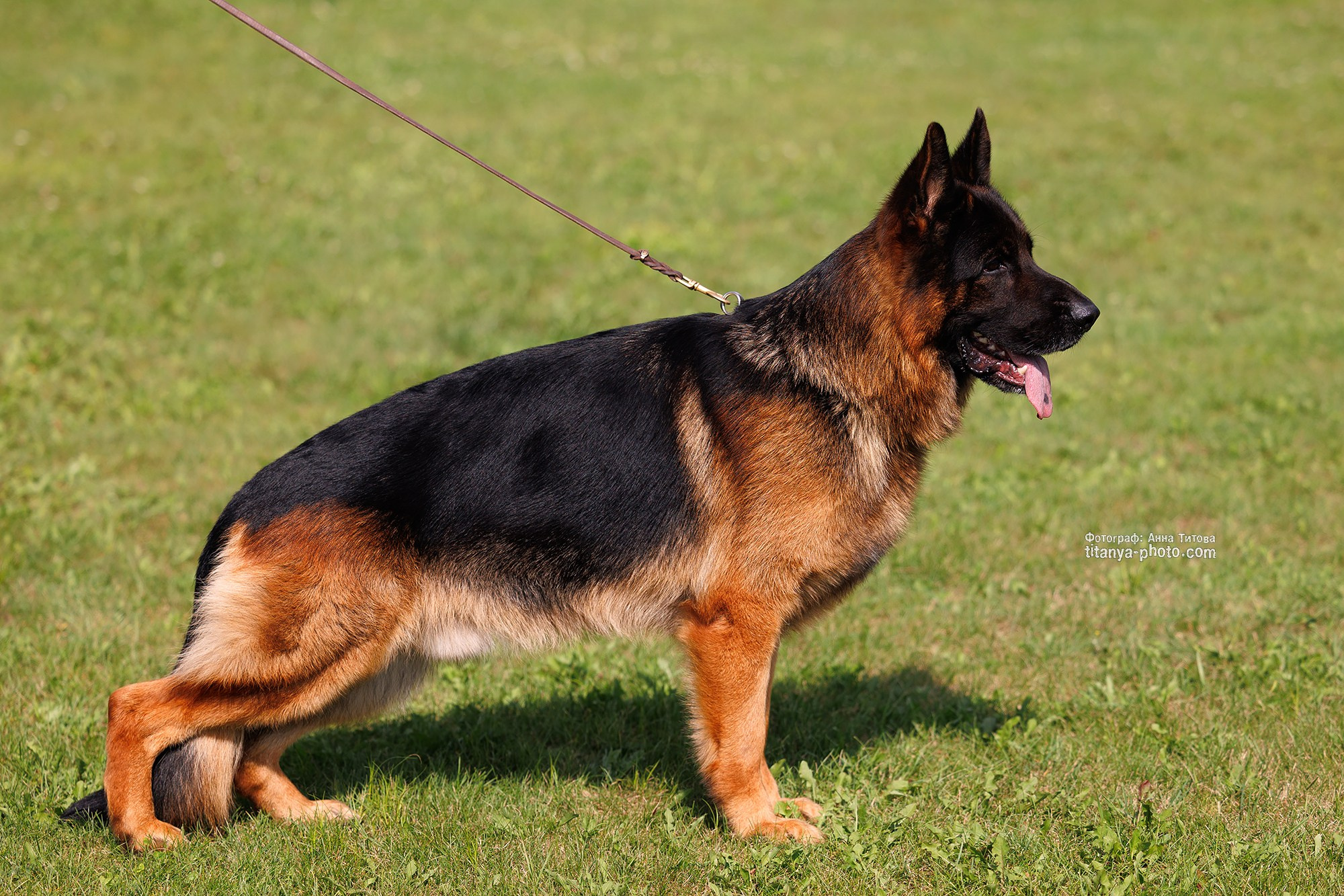 Фото немецких овчарок. Фотограф собак, фотограф-анималист Аня Титова (Titanya). Москва