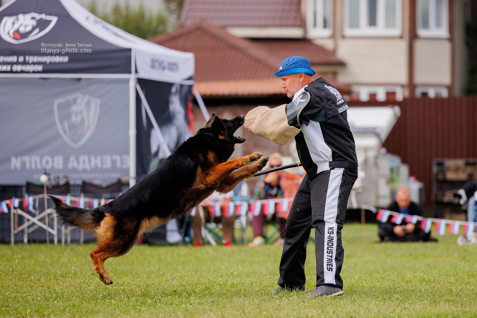 Немецкие овчарки: фото из рингов и вне ринга, мутпроба (фотографии с выставок). Фотограф собак, фотограф-анималист Аня Титова (Titanya). Москва