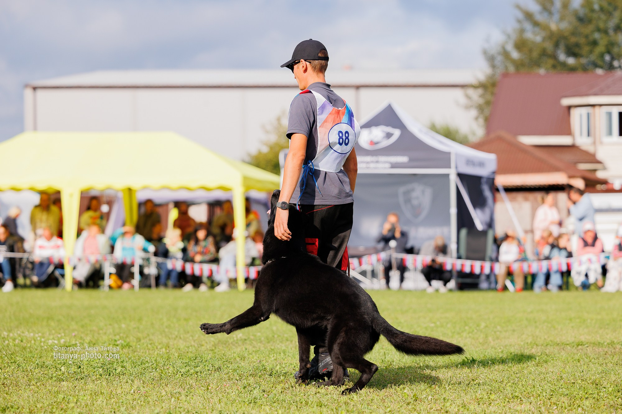 Немецкие овчарки: фото из рингов и вне ринга, мутпроба (фотографии с выставок). Фотограф собак, фотограф-анималист Аня Титова (Titanya). Москва