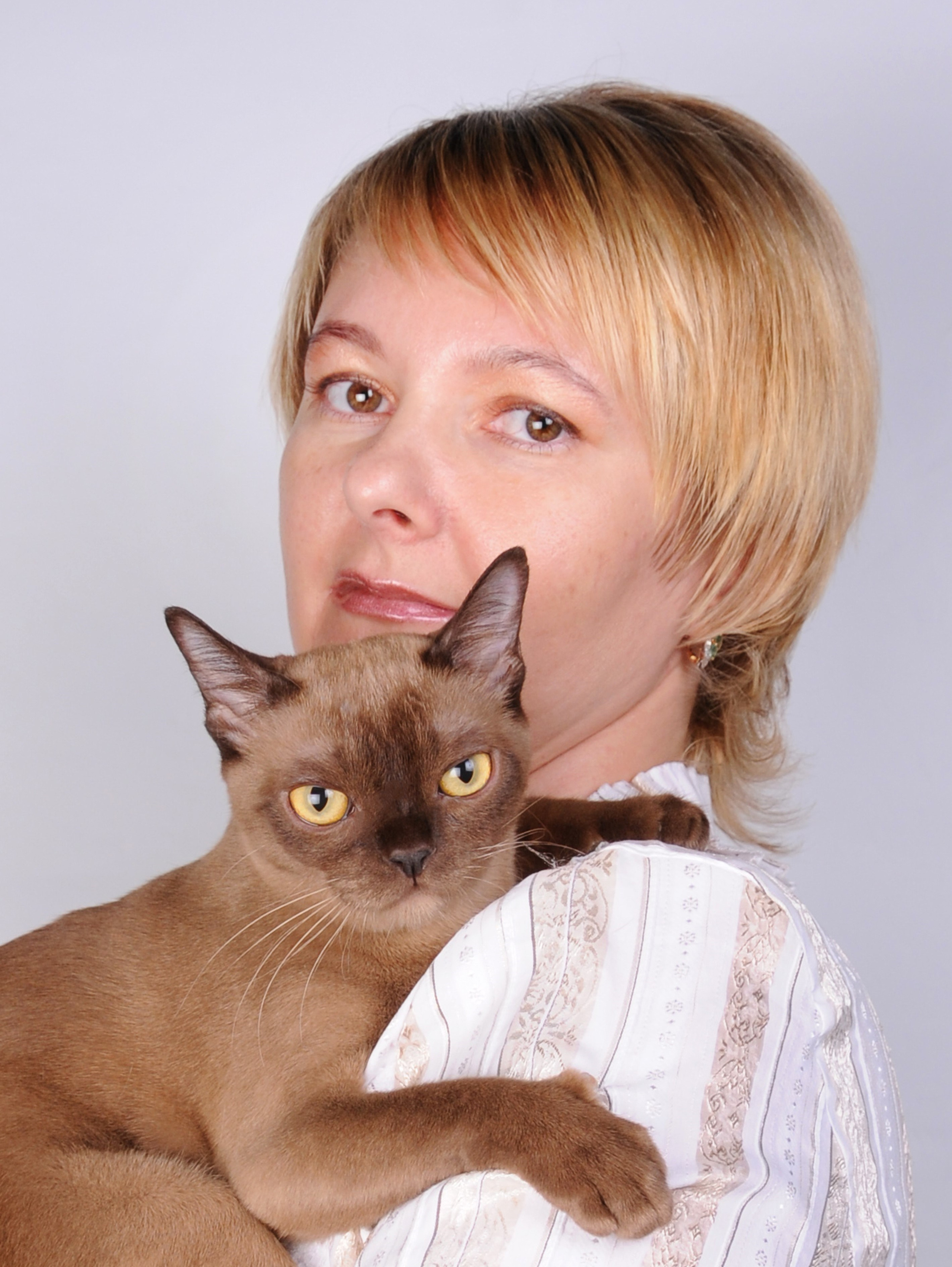 Котёнок американской бурмы. Las Burmas — питомник американской бурмы традиционных линий