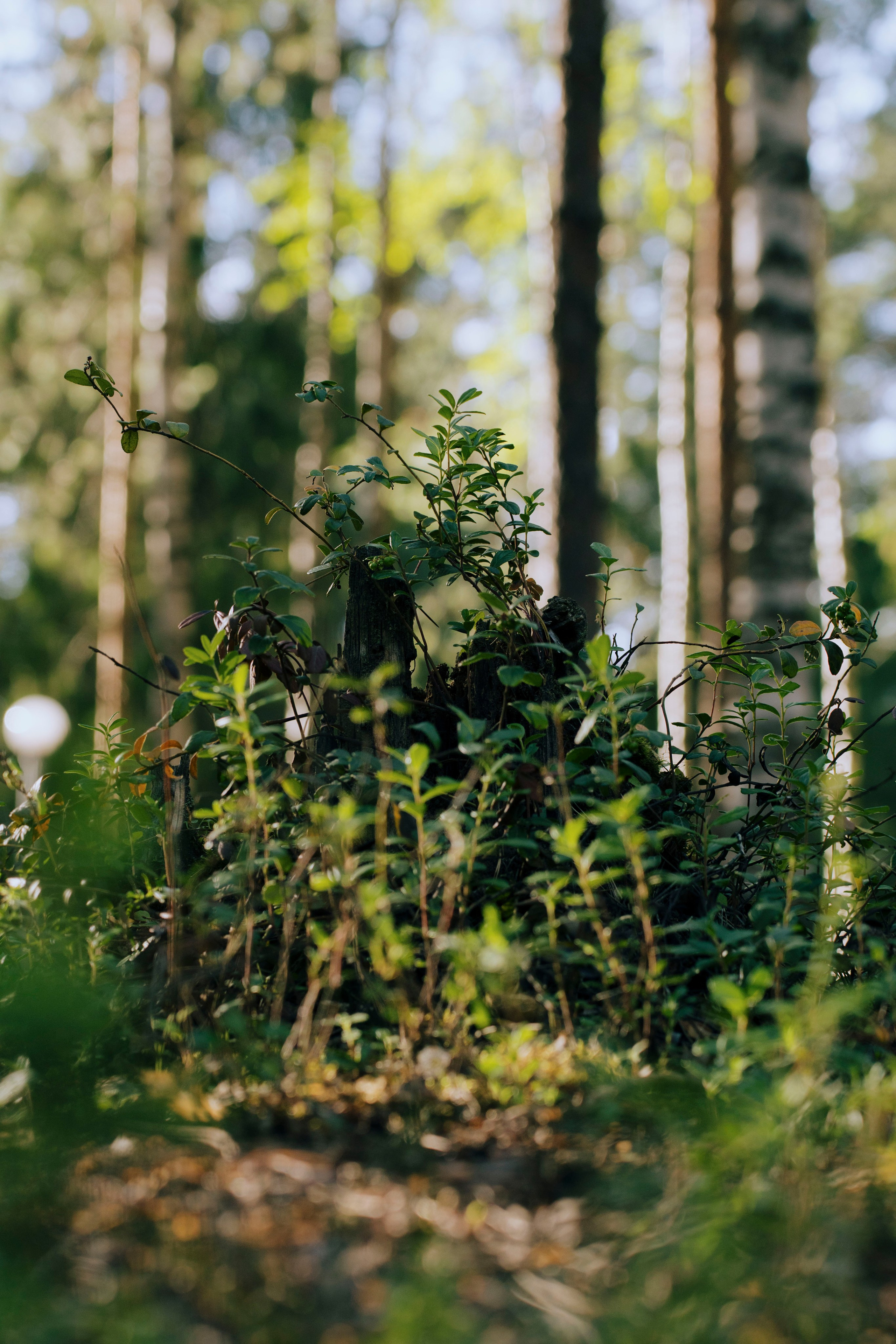 Capoeira Camp. Фотограф Киров Токарева Марина