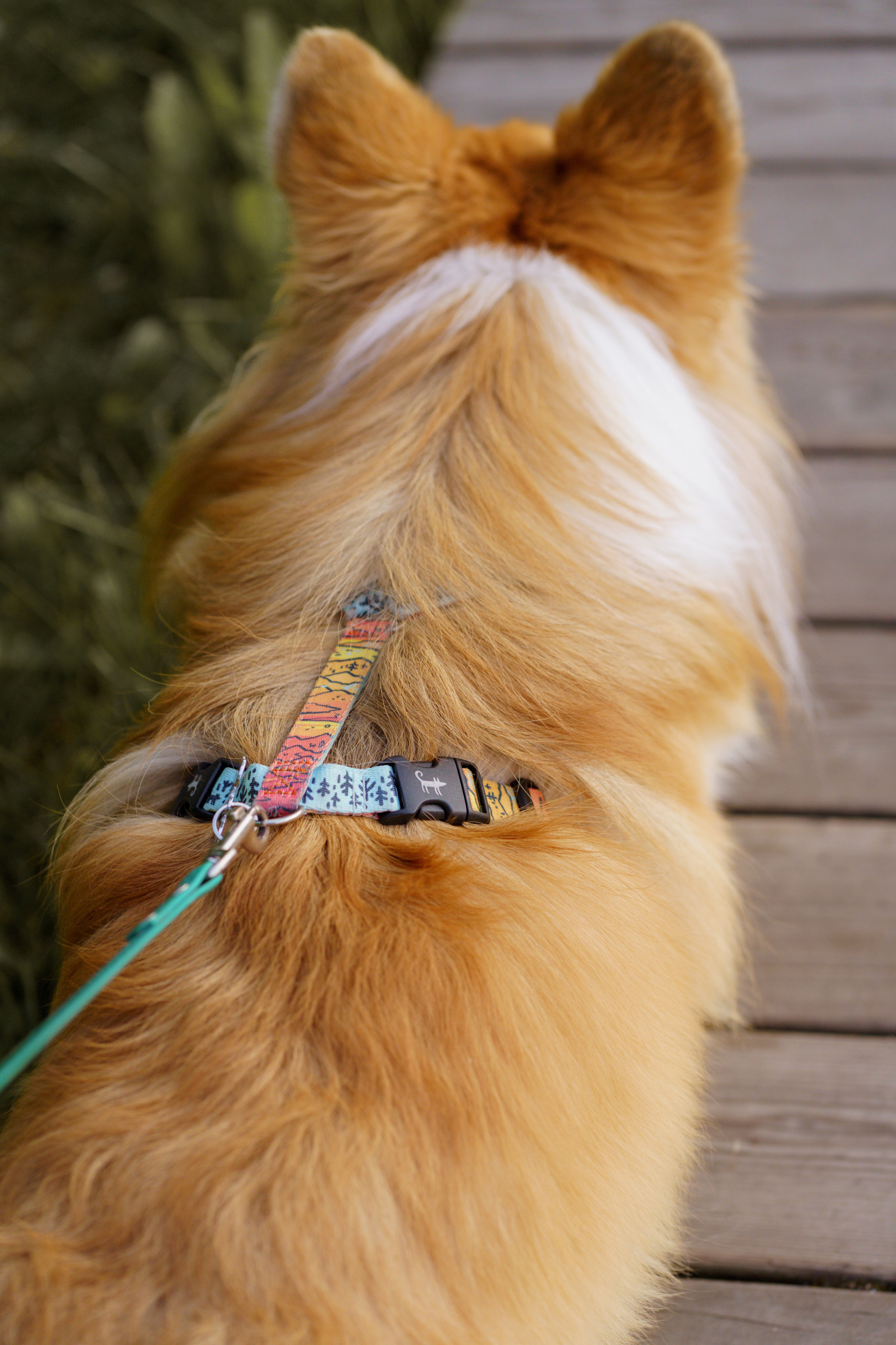 Катя, Арсений и Пух. Свадебный фотограф в Москве Анна Полушина