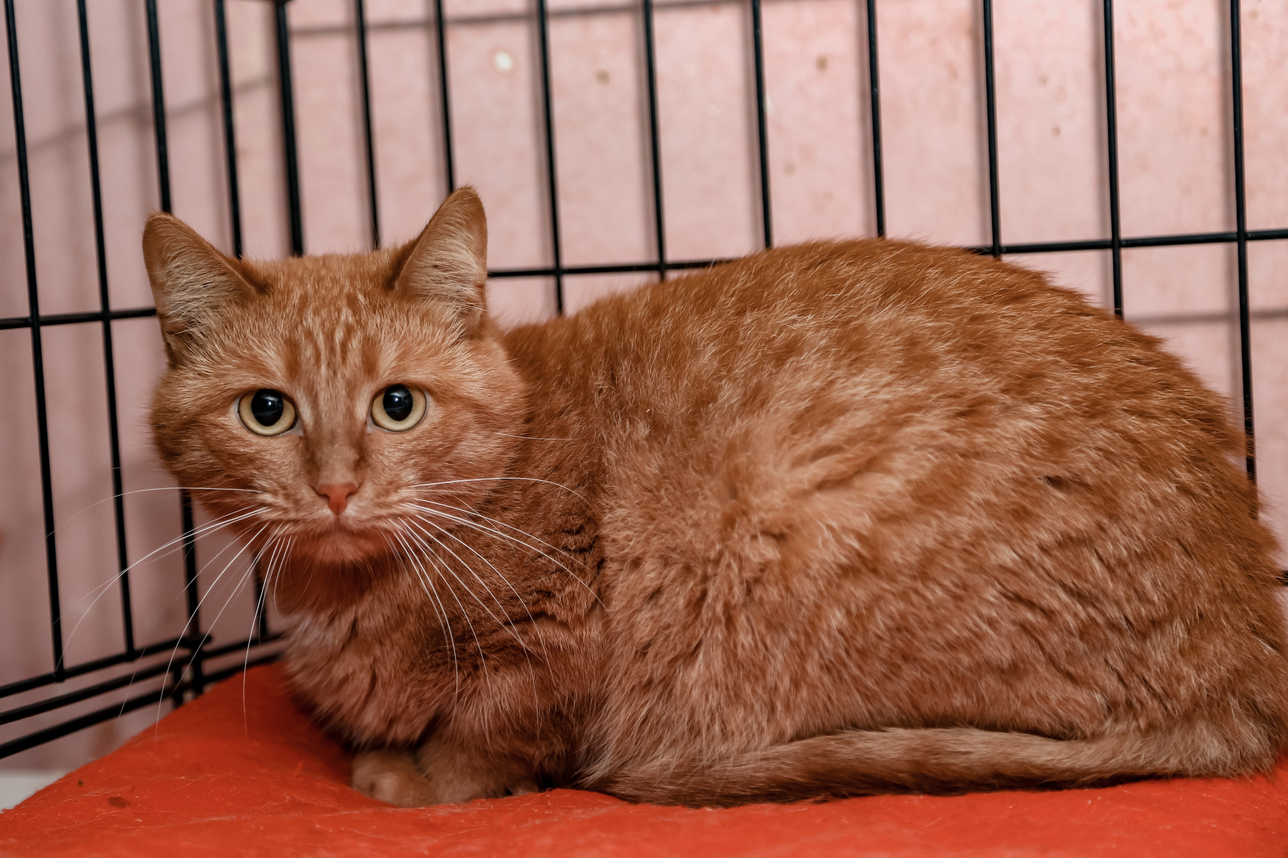 Приют Кошкин Дом Филимоша. Ваш фотограф в Оренбурге Рощупкина Екатерина