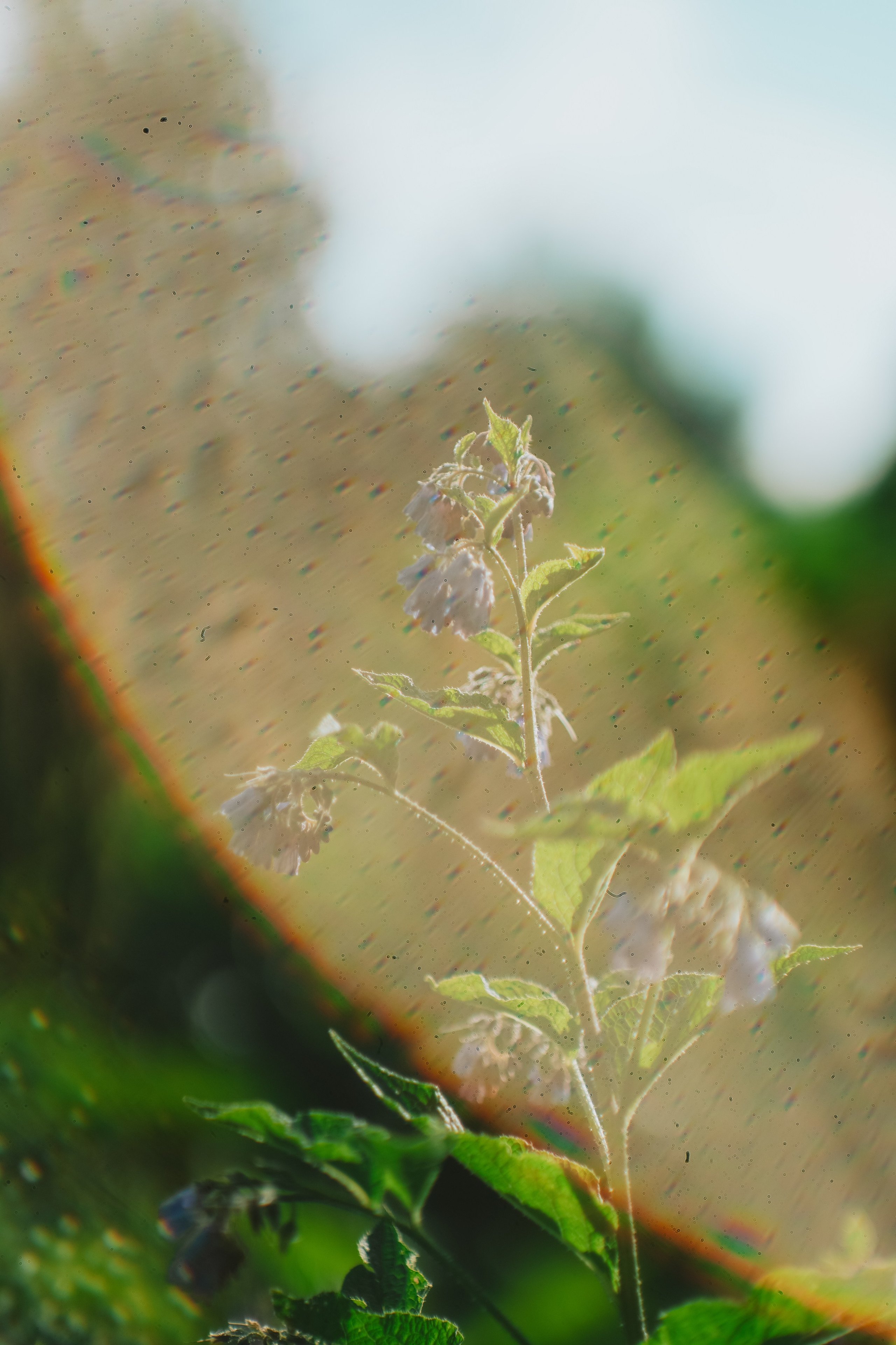 Нахазо ✽ Июль. Репортажный фотограф | Роза Хутор Красная Поляна Сочи Сириус