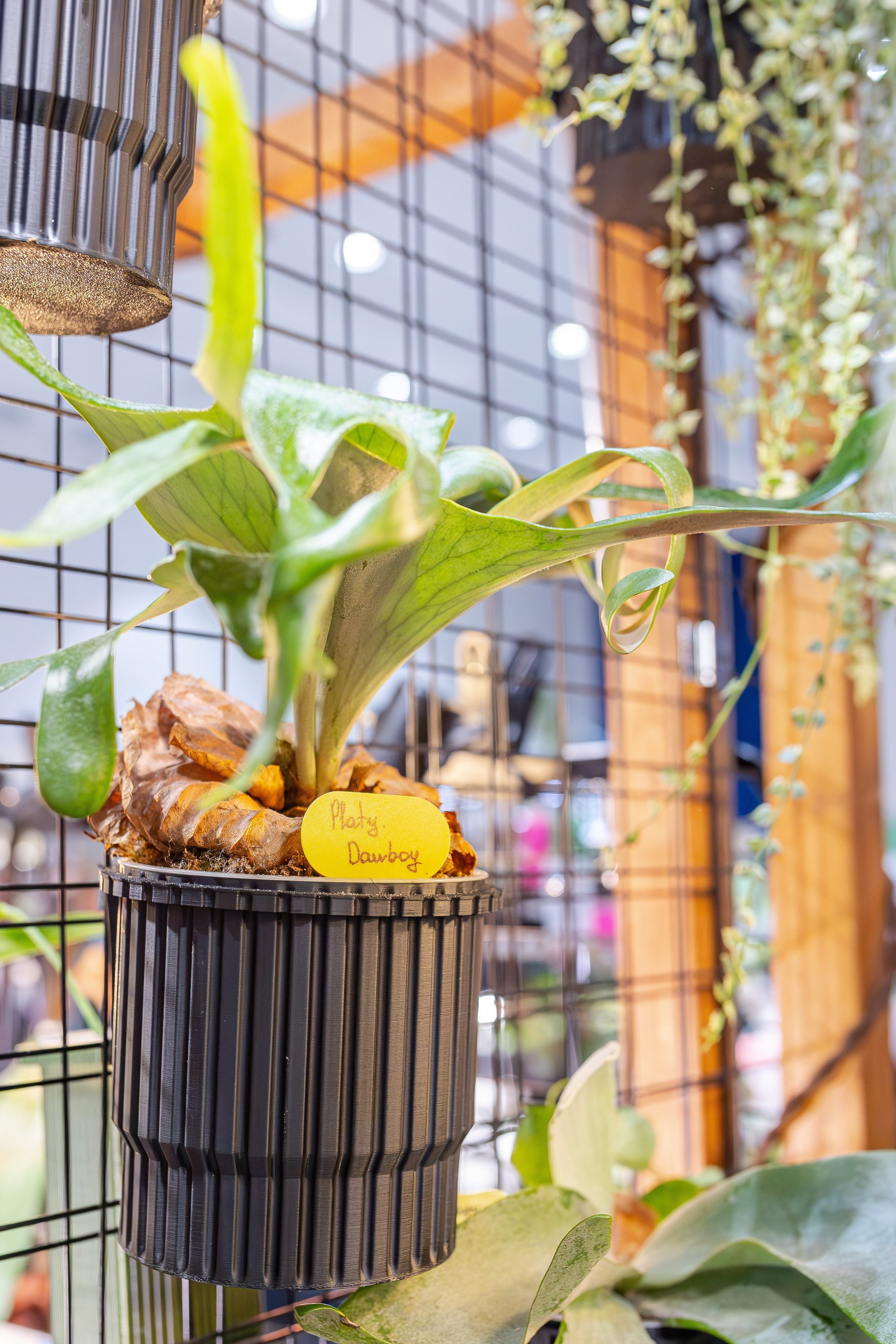 Монстериум апрель 2026. Александра Куликова фотограф, Москва