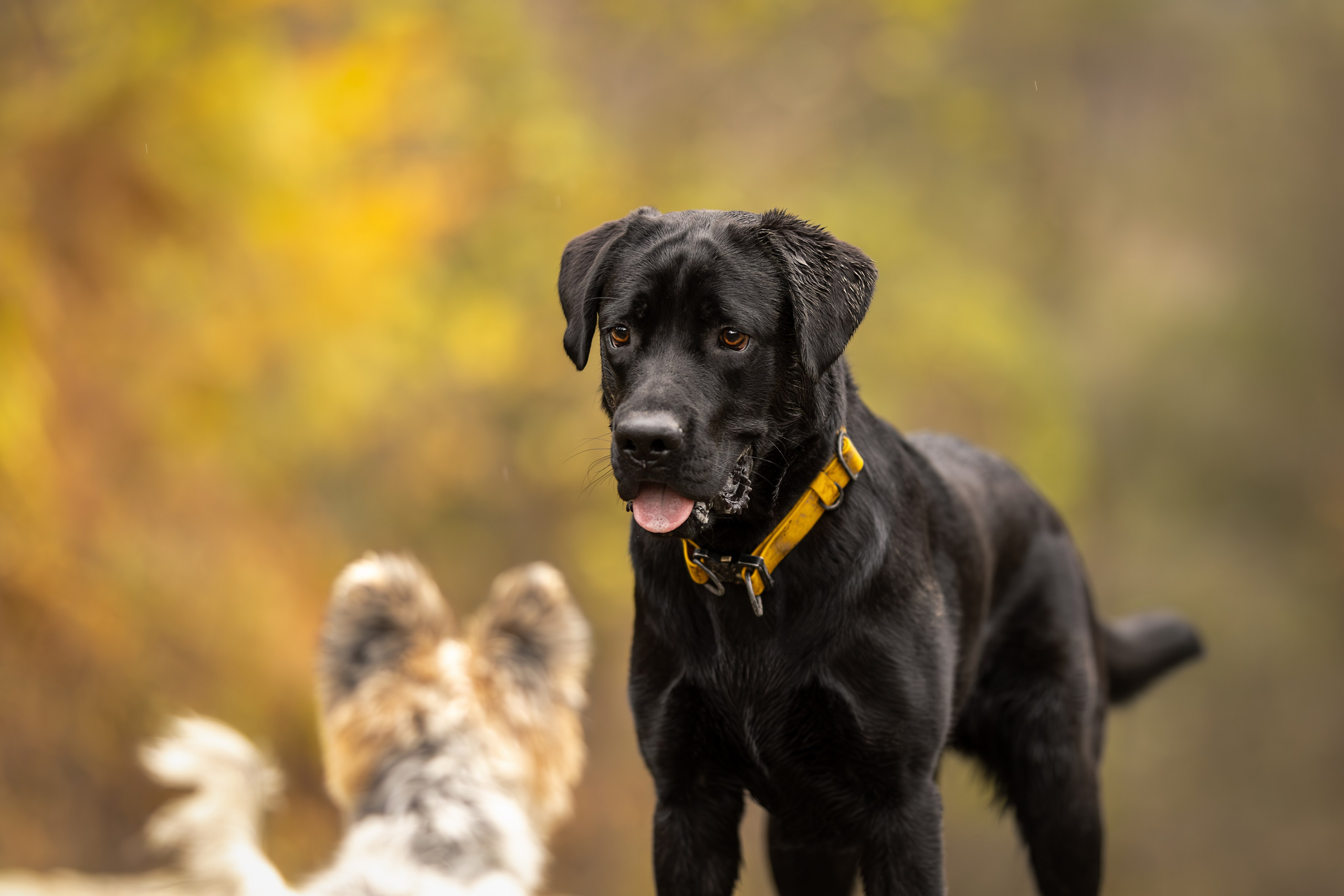 Локи, Лабрадор-ретривер. Ирина Голомб|Фотограф-анималист в  Сочи и Калининграде