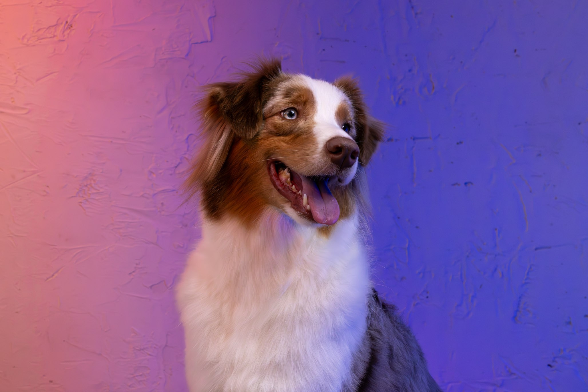 Полли, Австралийская Овчарка. Ирина Голомб|Фотограф-анималист в  Сочи и Калининграде