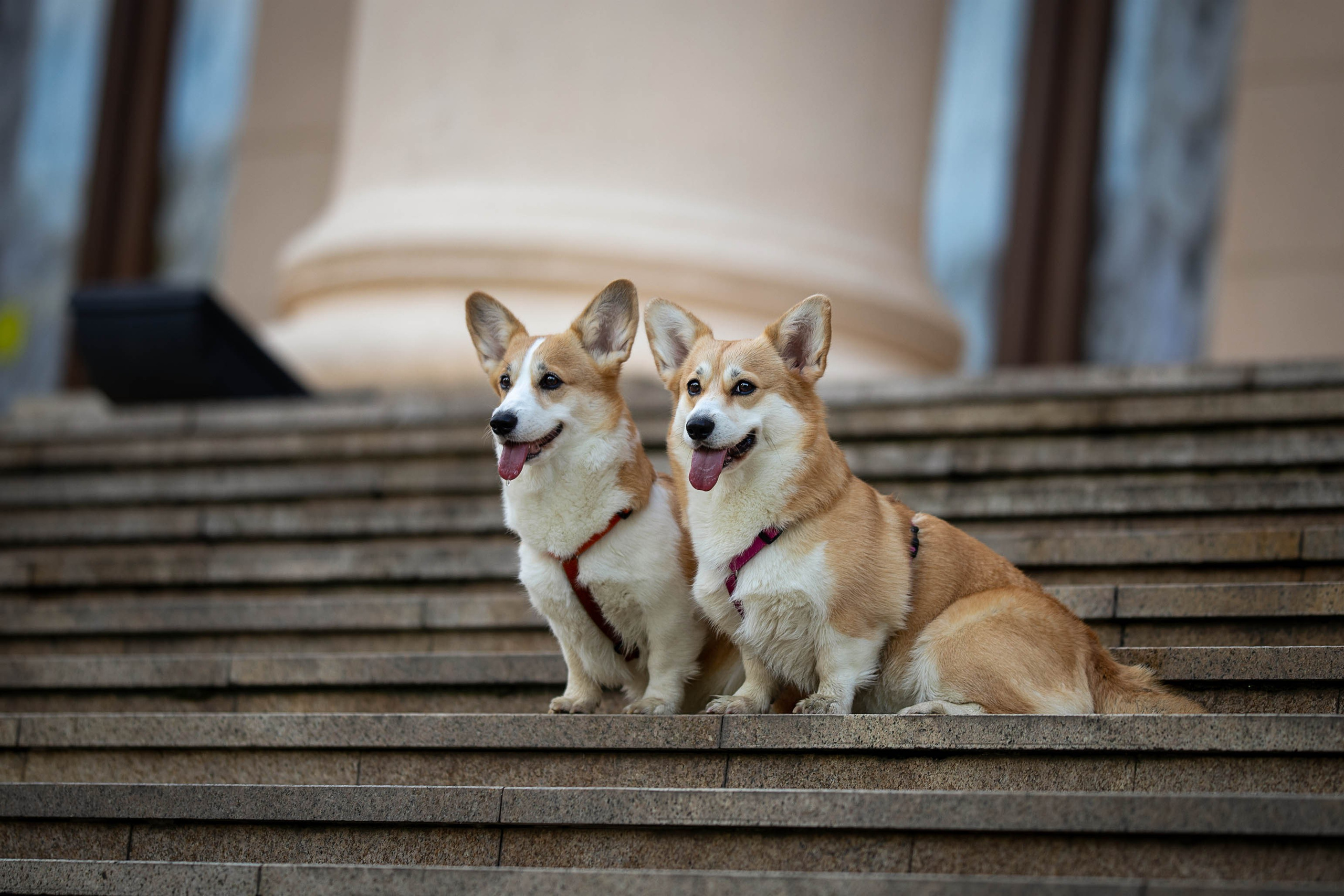Лиса и Деви, корги. Ирина Голомб|Фотограф-анималист в  Сочи и Калининграде