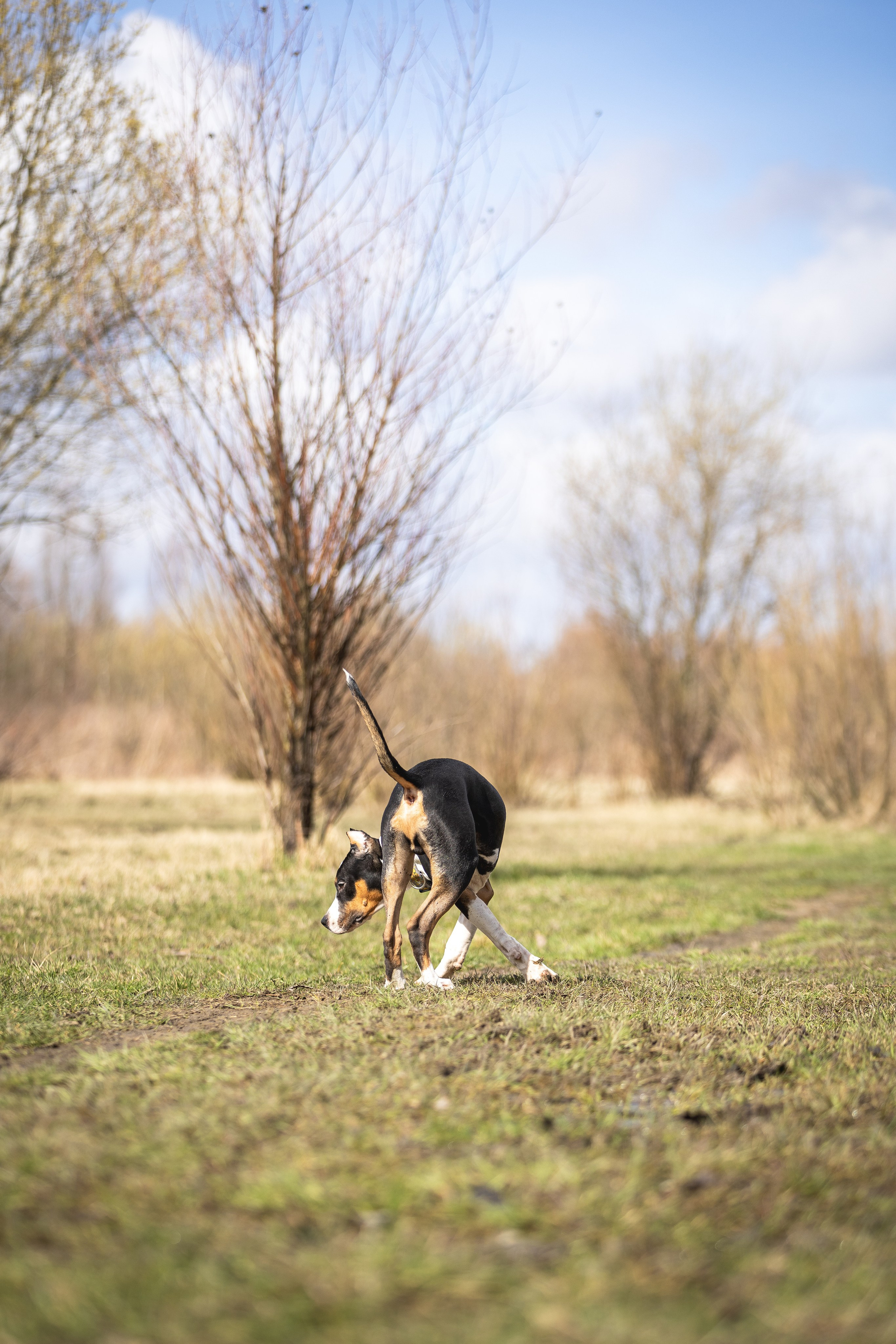Догтуса 24.03.2024. Ирина Голомб|Фотограф-анималист в  Сочи и Калининграде