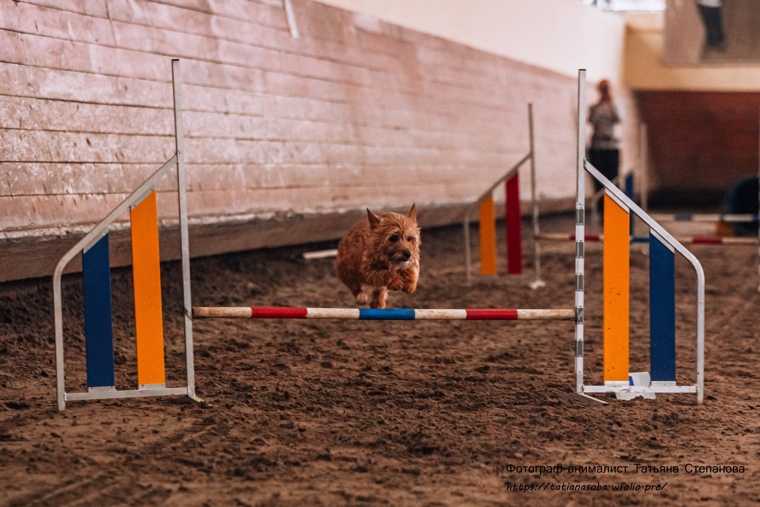 Соревнования по Аджилити 25.02.2024. Фотограф-анималист Татьяна Степанова