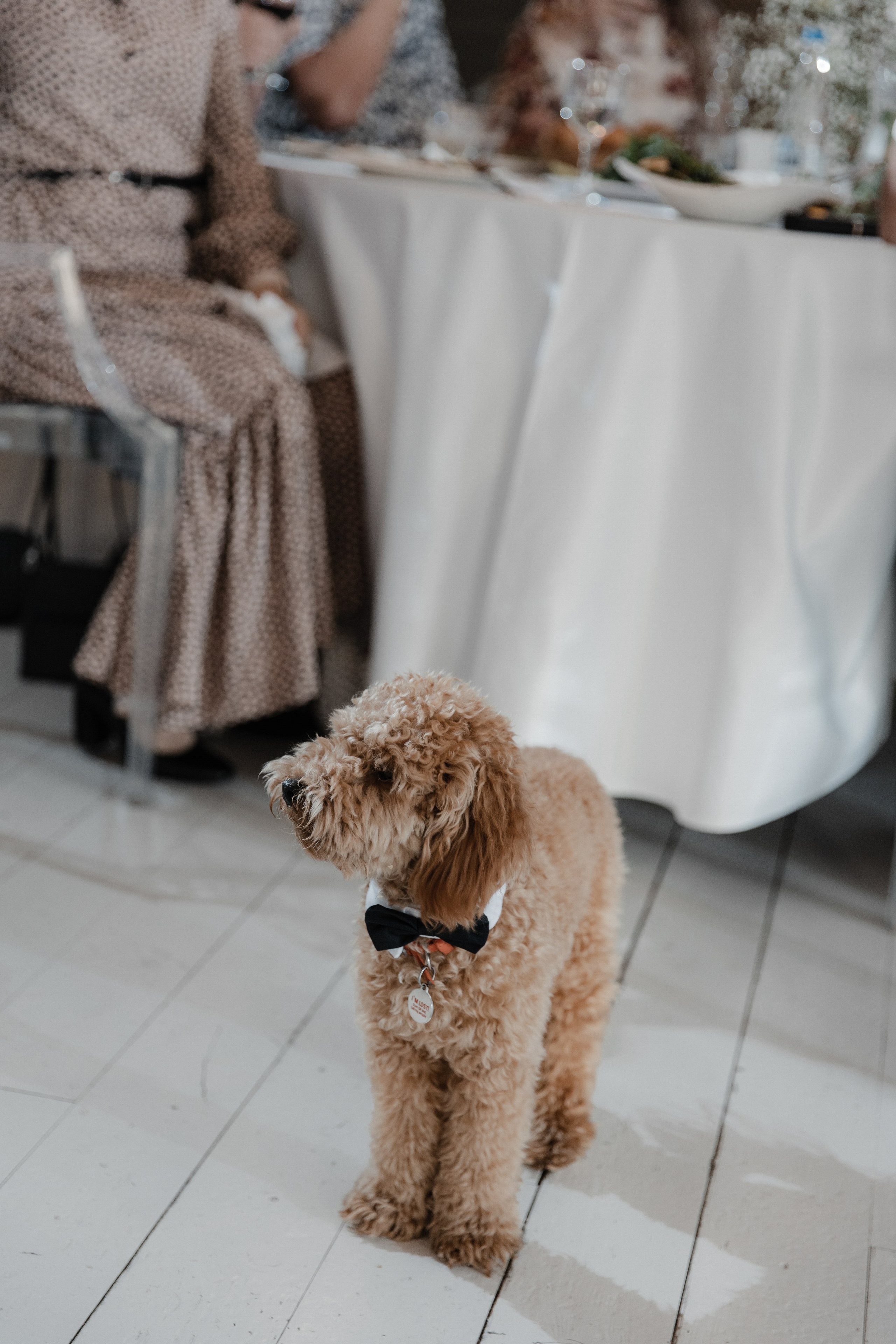 Свадьба с любимой собакой. Свадебный организатор в Москве и Санкт-Петербурге Пергаева Ольга