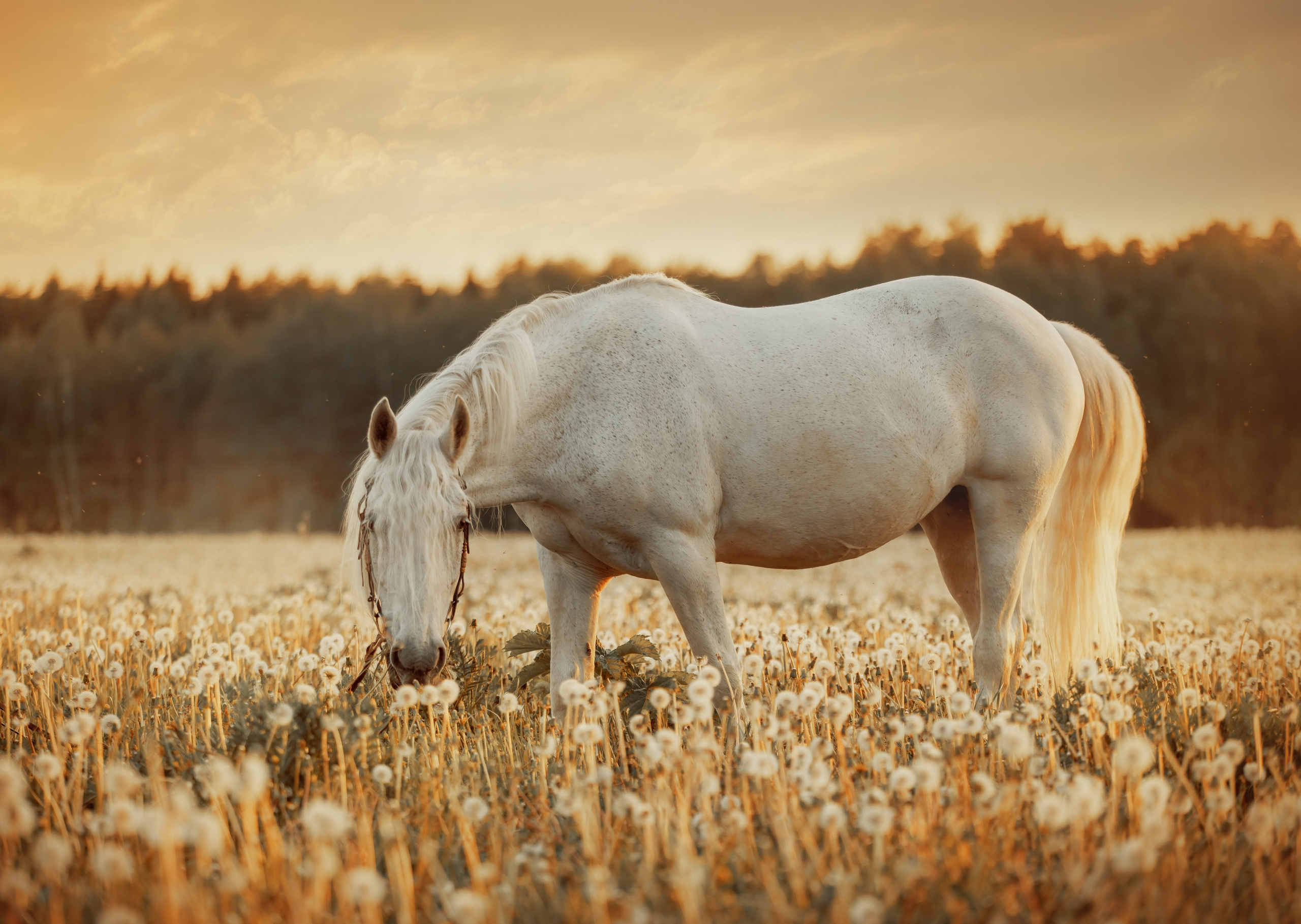 Детская конная съёмка. Детская Конная фотография в Москве Юлия Шепелева