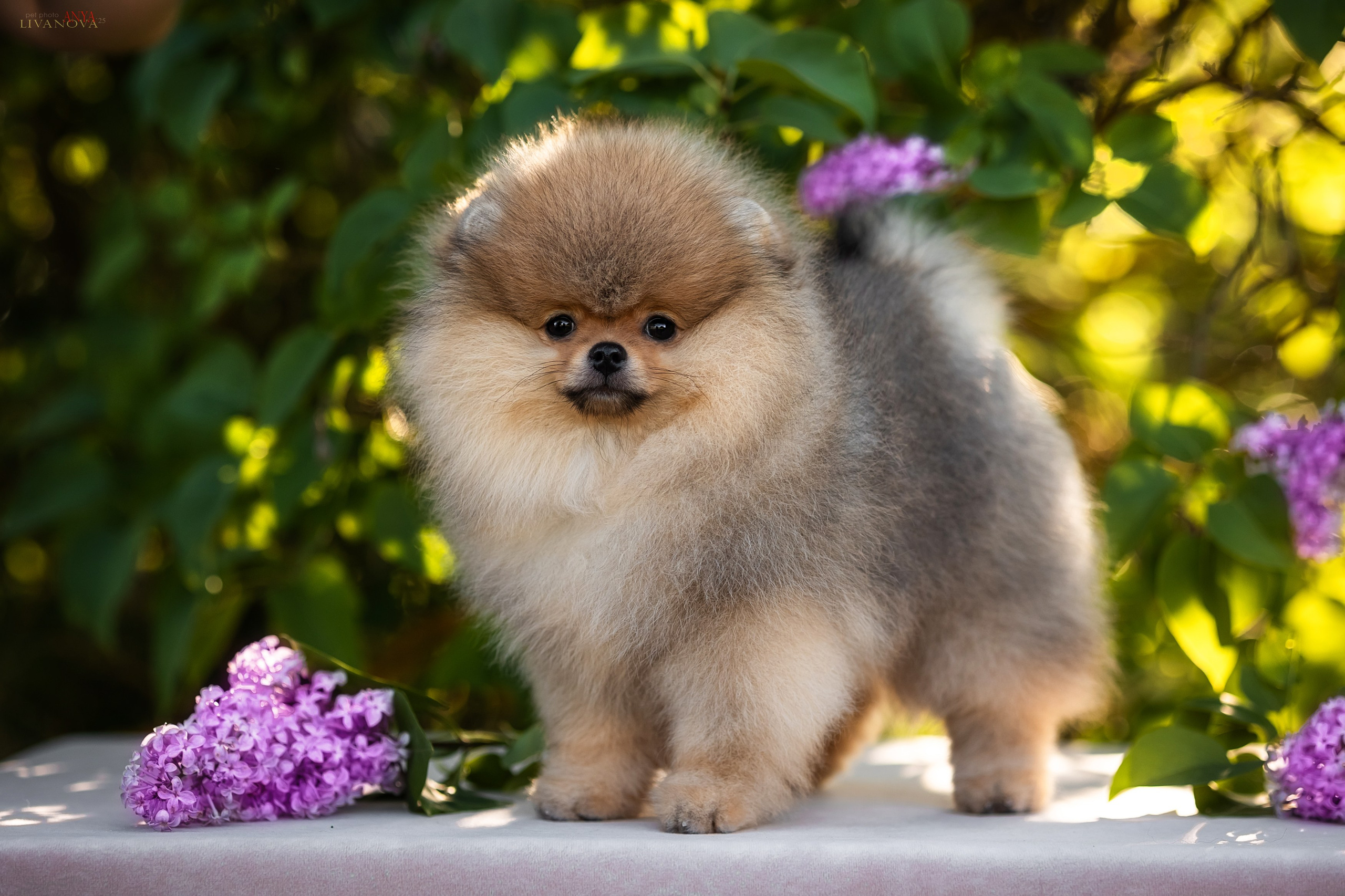 Шпичики. Фотограф анималист Аня Ливанова | Рыбинск