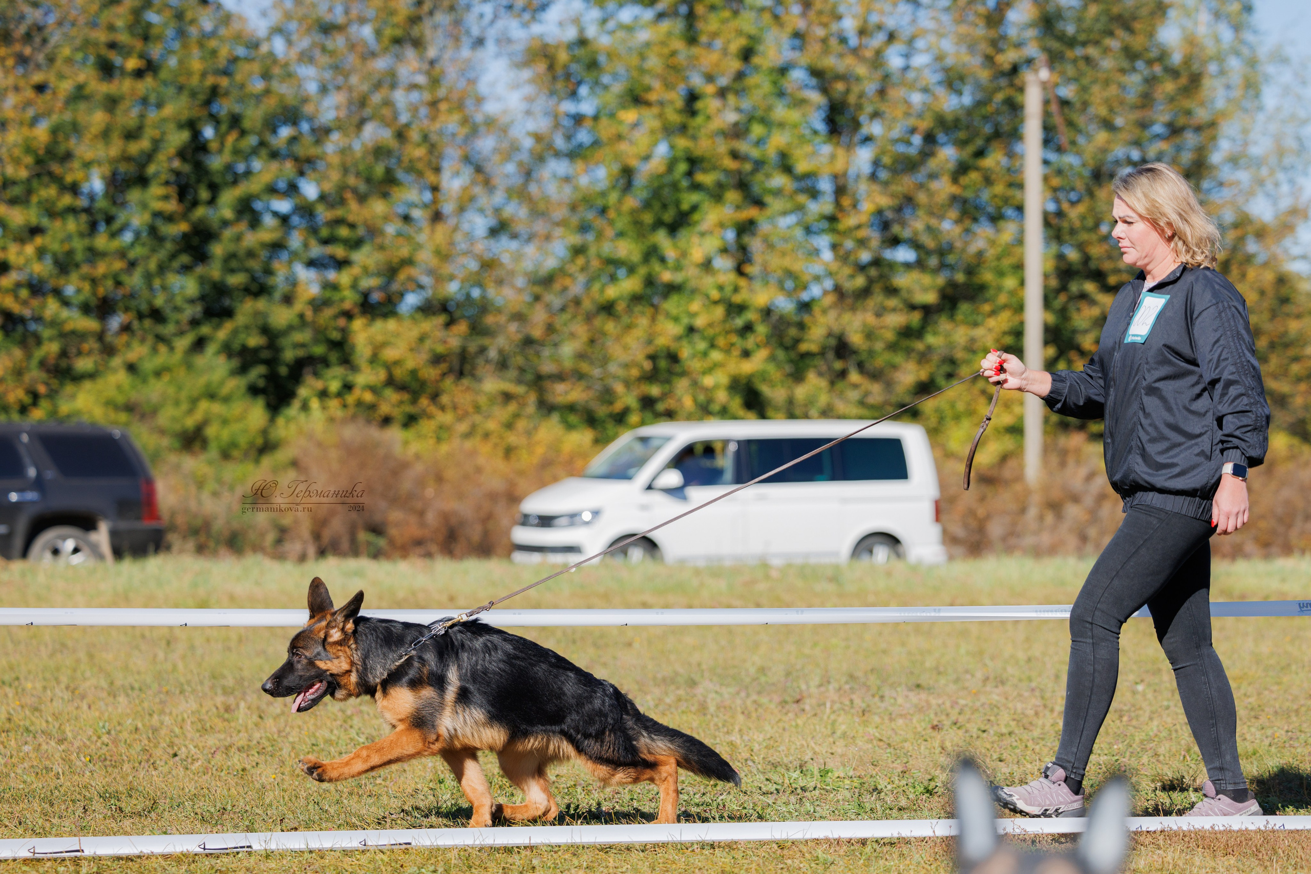 Тверь немецкие овчарки 22.09.2024. Фотограф-анималист Юлия Германика