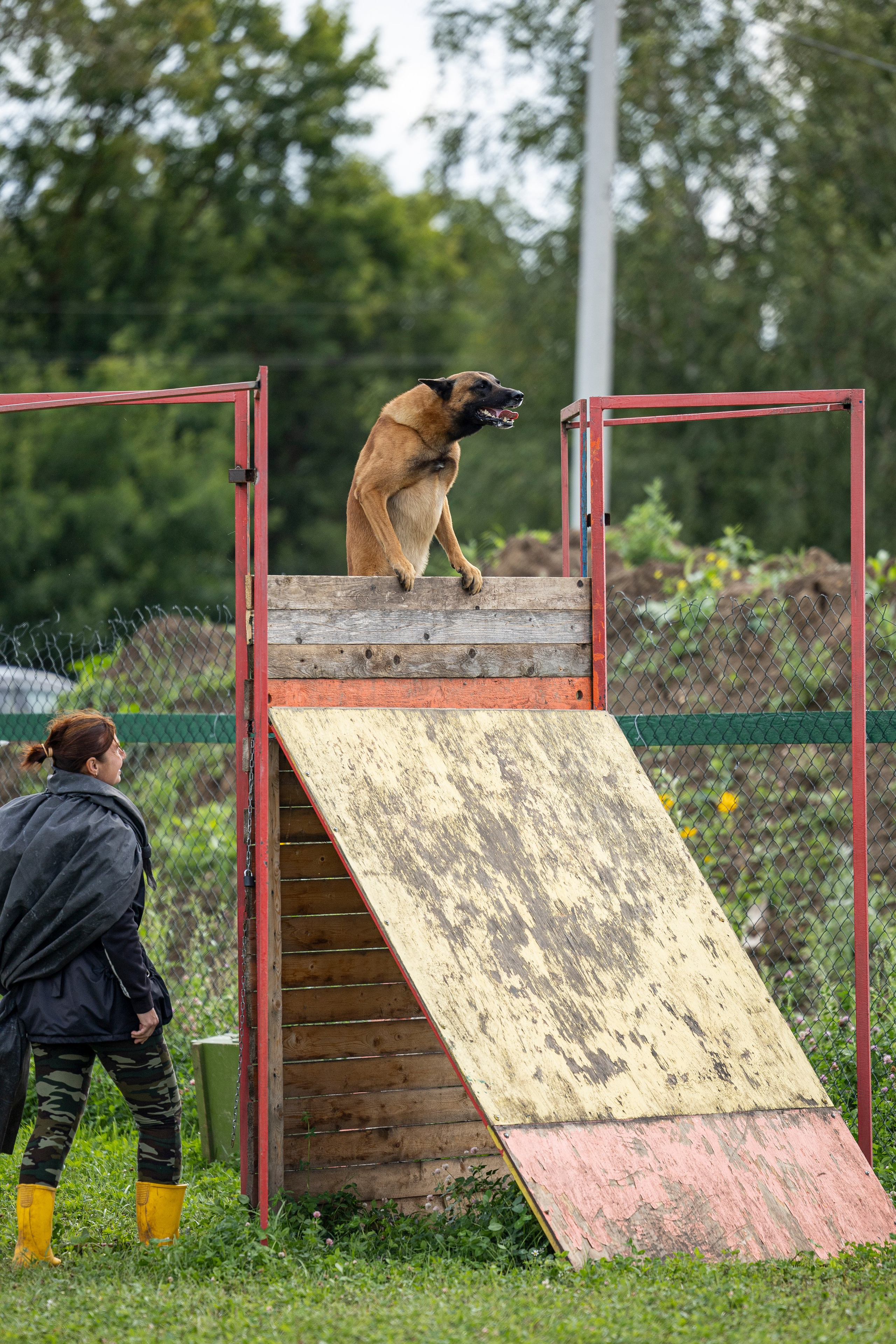 Соревнования по Мондьорингу г. Вологда 10-11.08.2024. Фотограф-анималист Анна Маринич