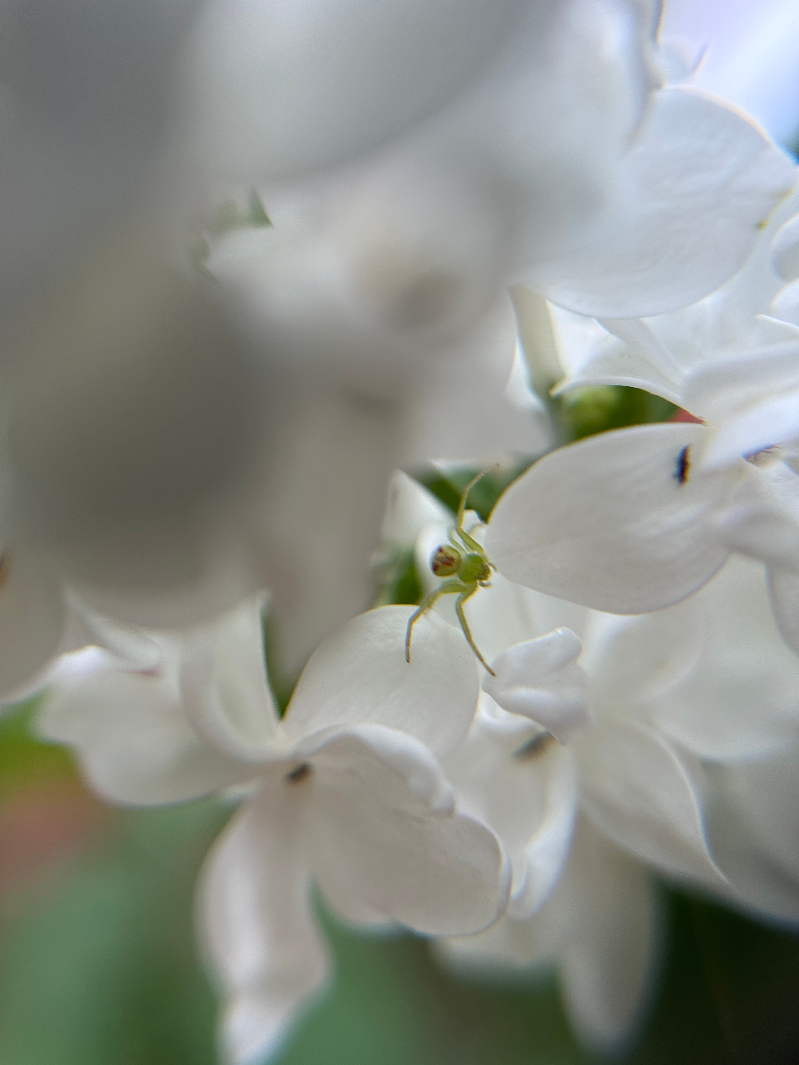 Макро любовь. Смотри, красота!