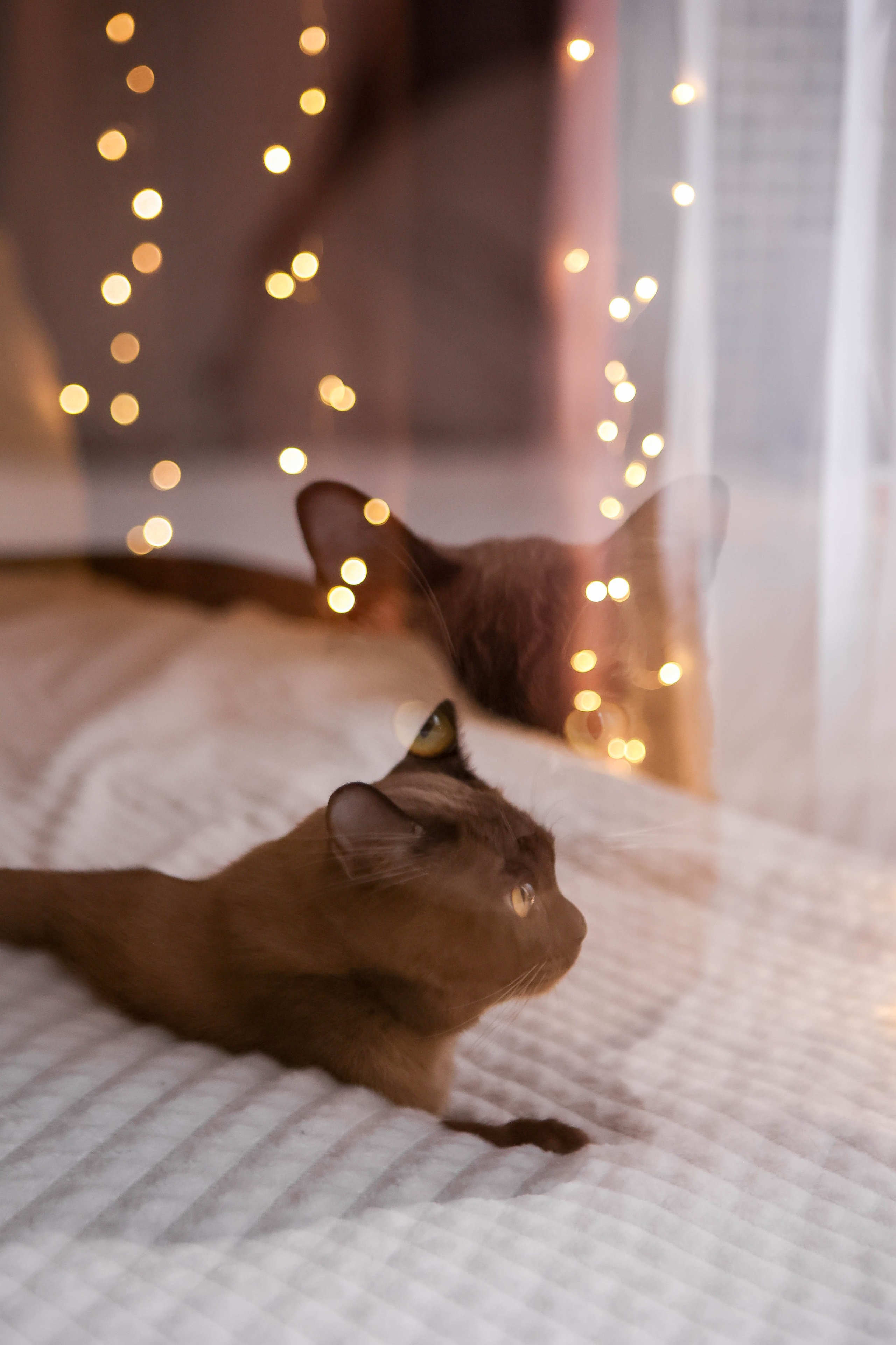 Тимоша. Наталья Косьянова. Ваш фотограф. Москва