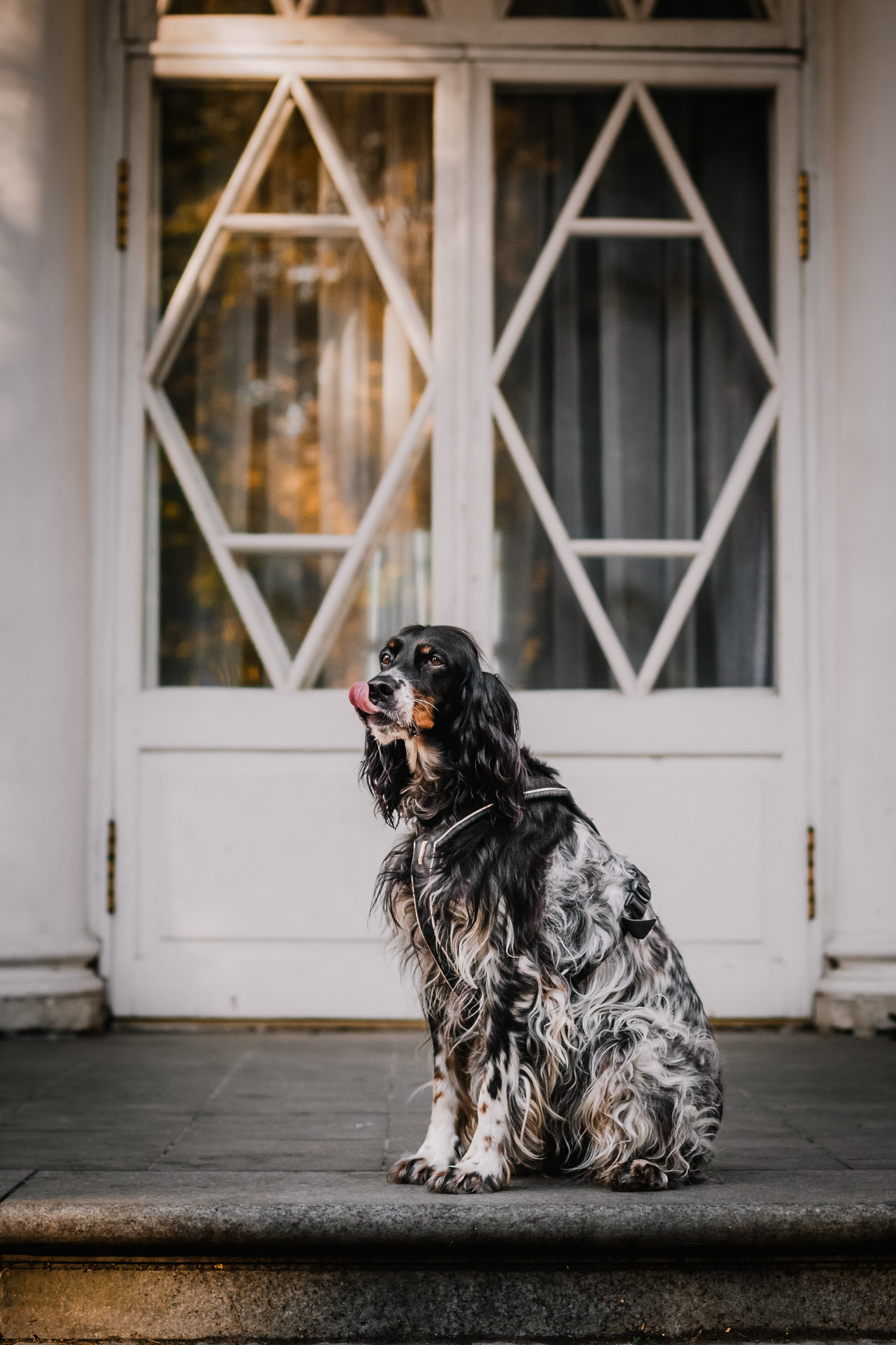 Света, Хайди, Богдана. Фотограф-анималист Татьяна Степанова