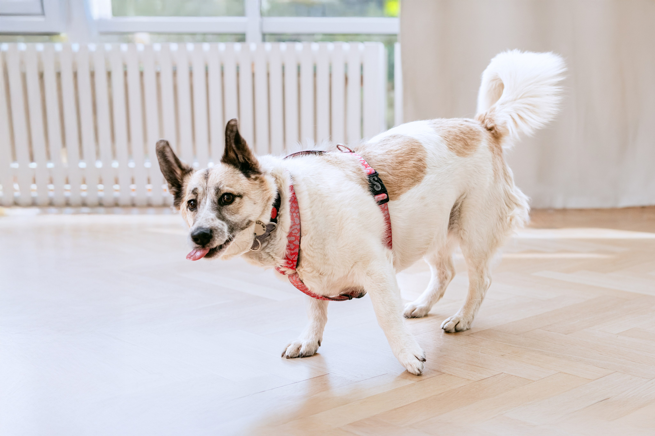 Студия лето 2025. Фотограф-анималист Татьяна Степанова