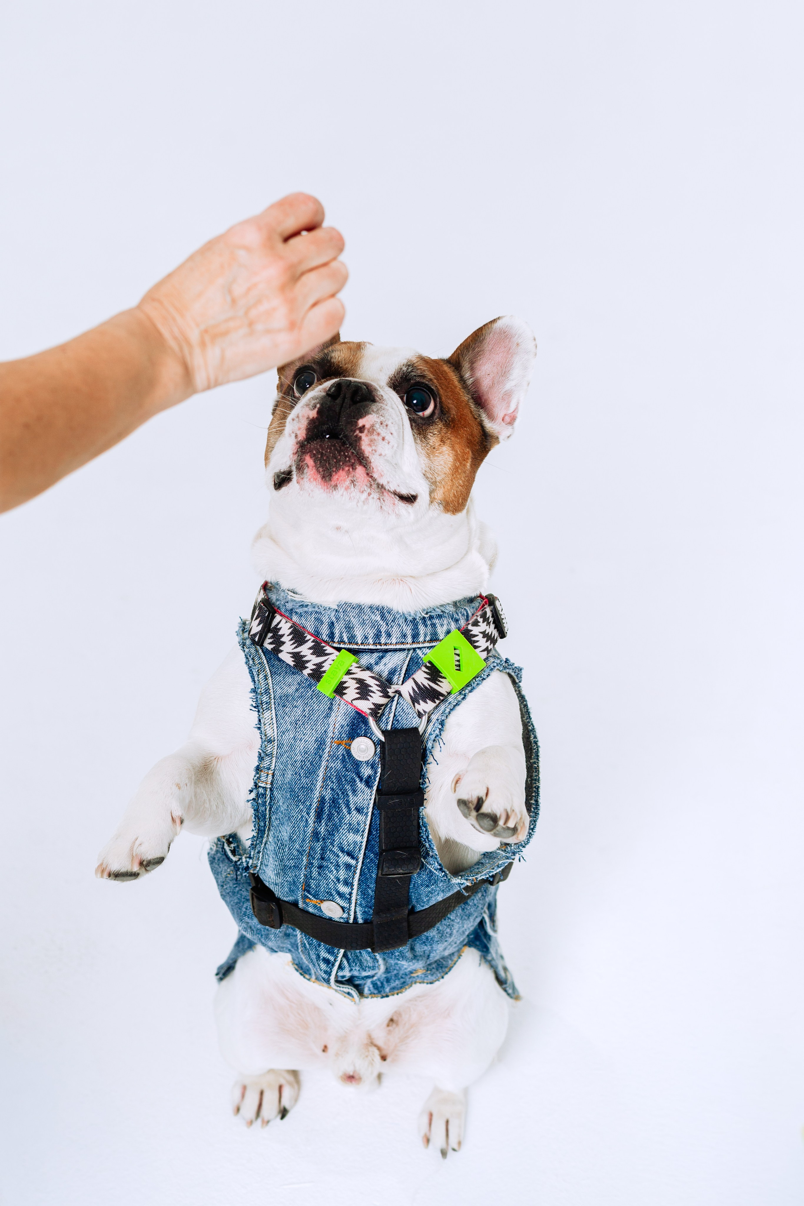 Бульвстреча 2025. Фотограф-анималист Татьяна Степанова