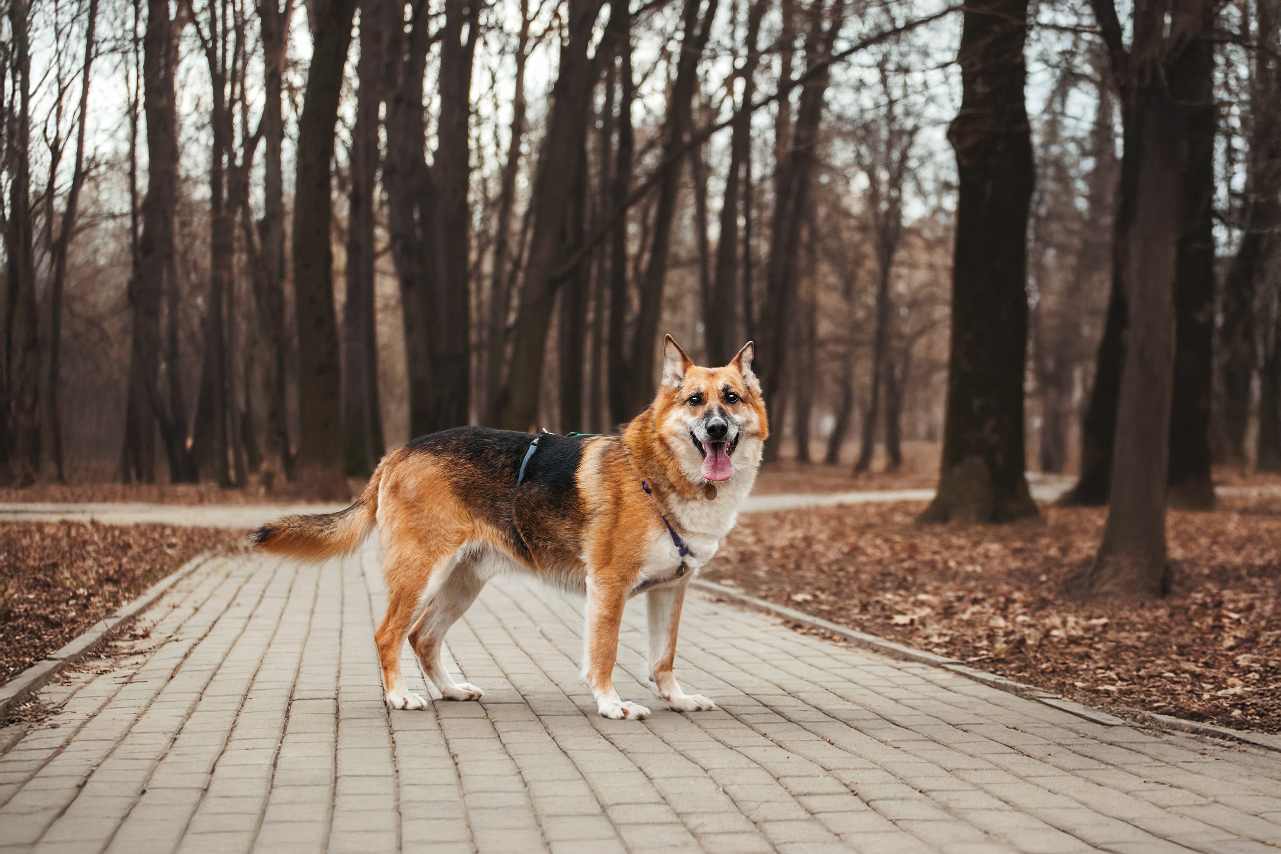 Собаки из приюта Дубовая роща весна 2025. Фотограф-анималист Татьяна Степанова