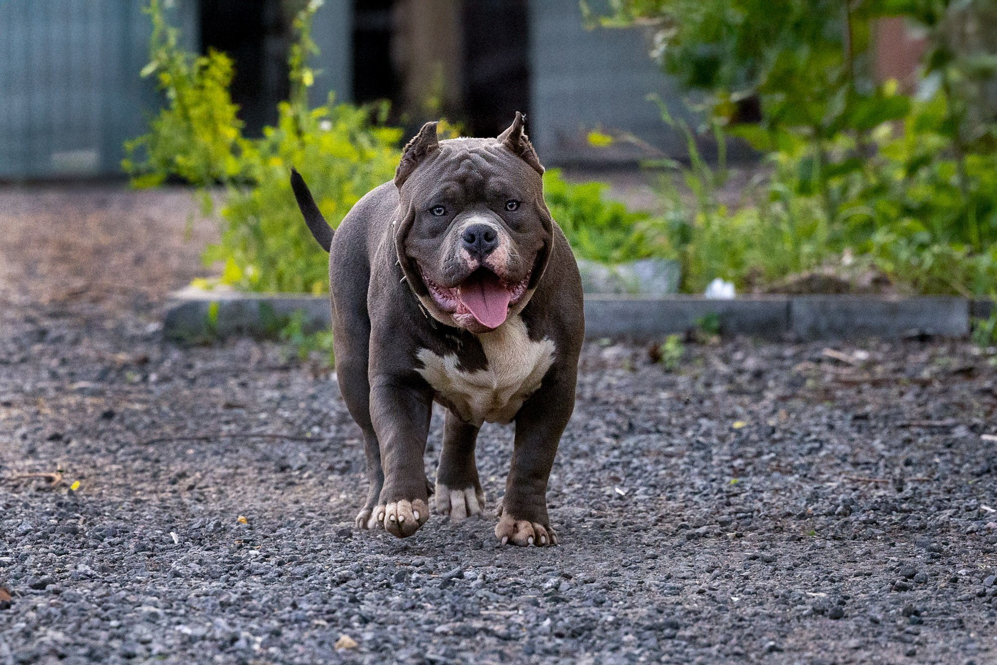 Титан. Виктория Михайловская. Фотограф-анималист. Москва