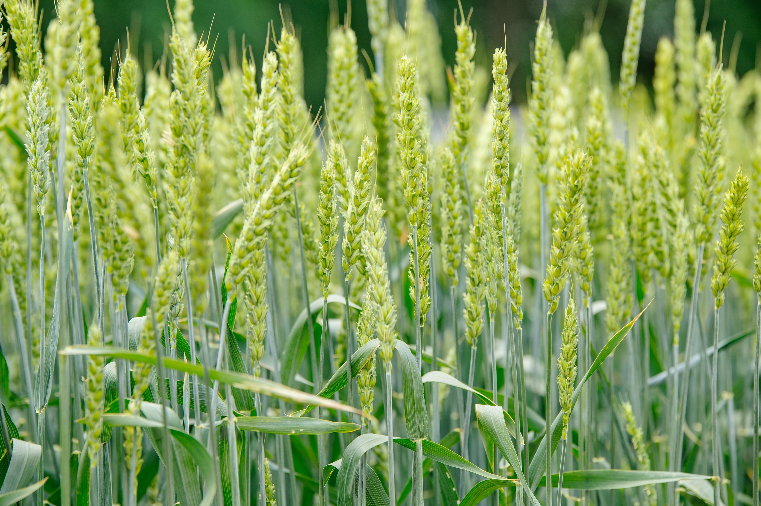 День поля. Главная