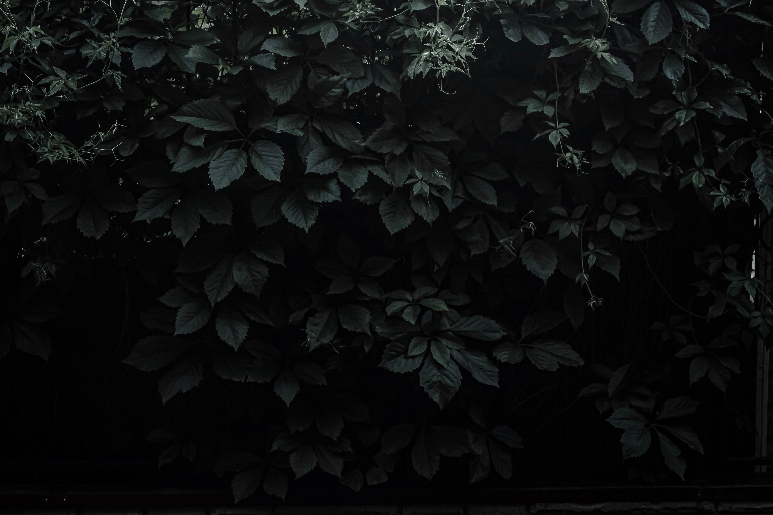 Природа. Polyframe