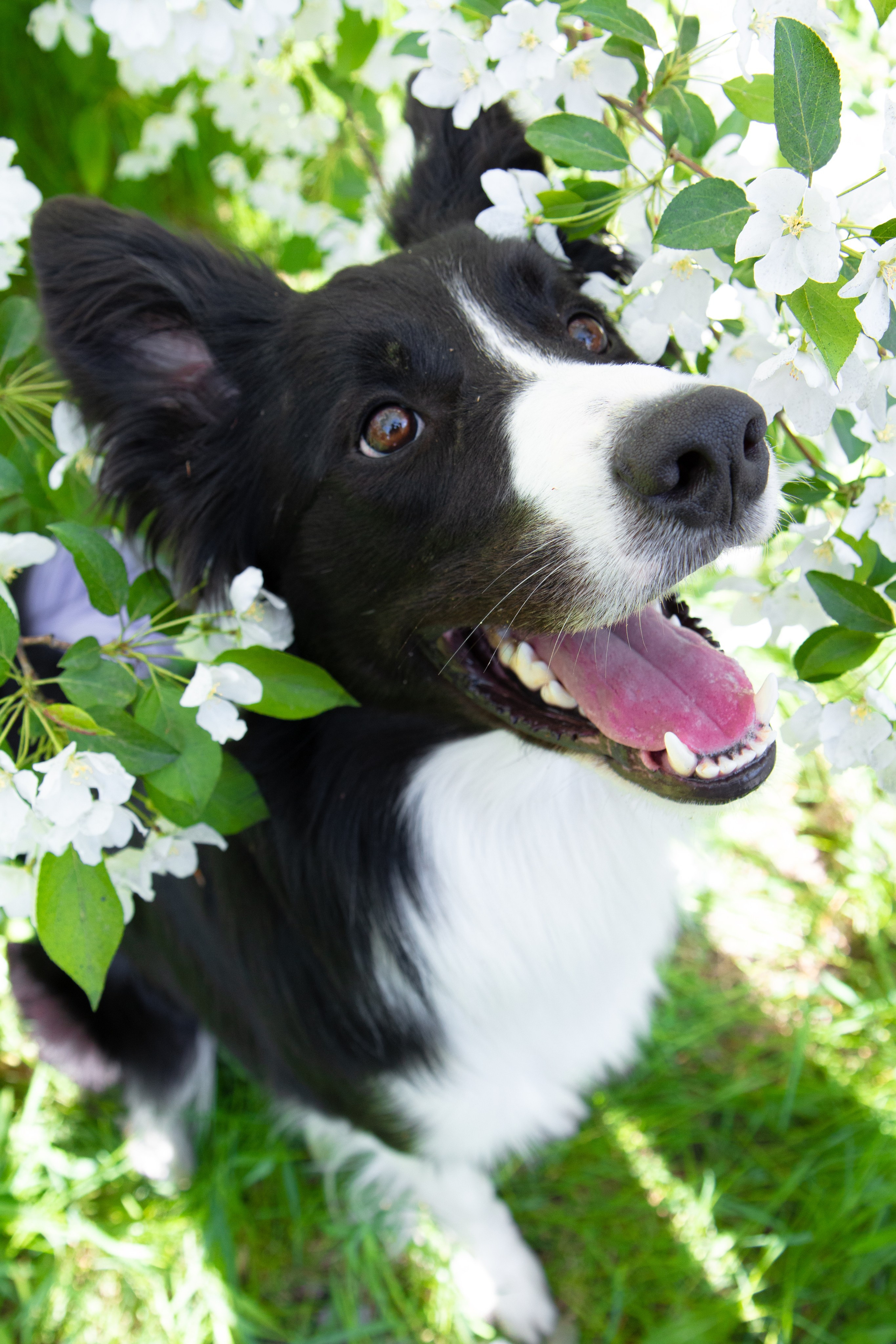 Фотосъёмка животных. Предметный и репортажный фотограф Алексей Кротов
