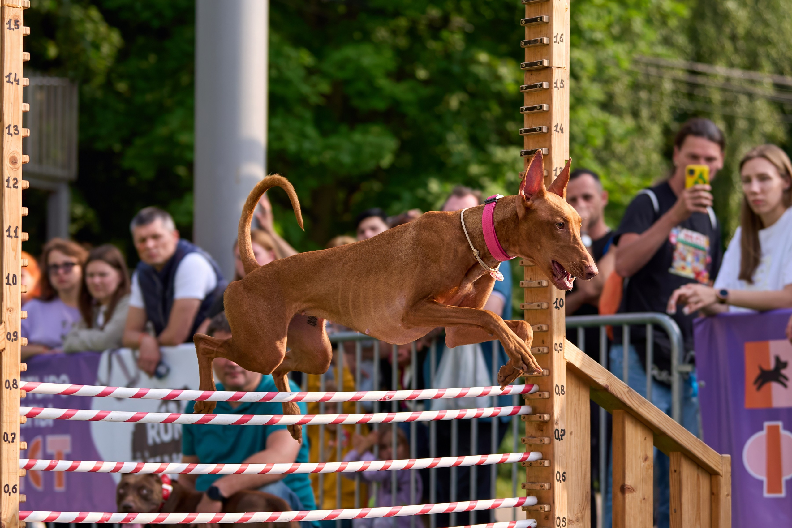 4 лапы Фест. Многоборье. Фотограф-анималист Михаил Манухин
