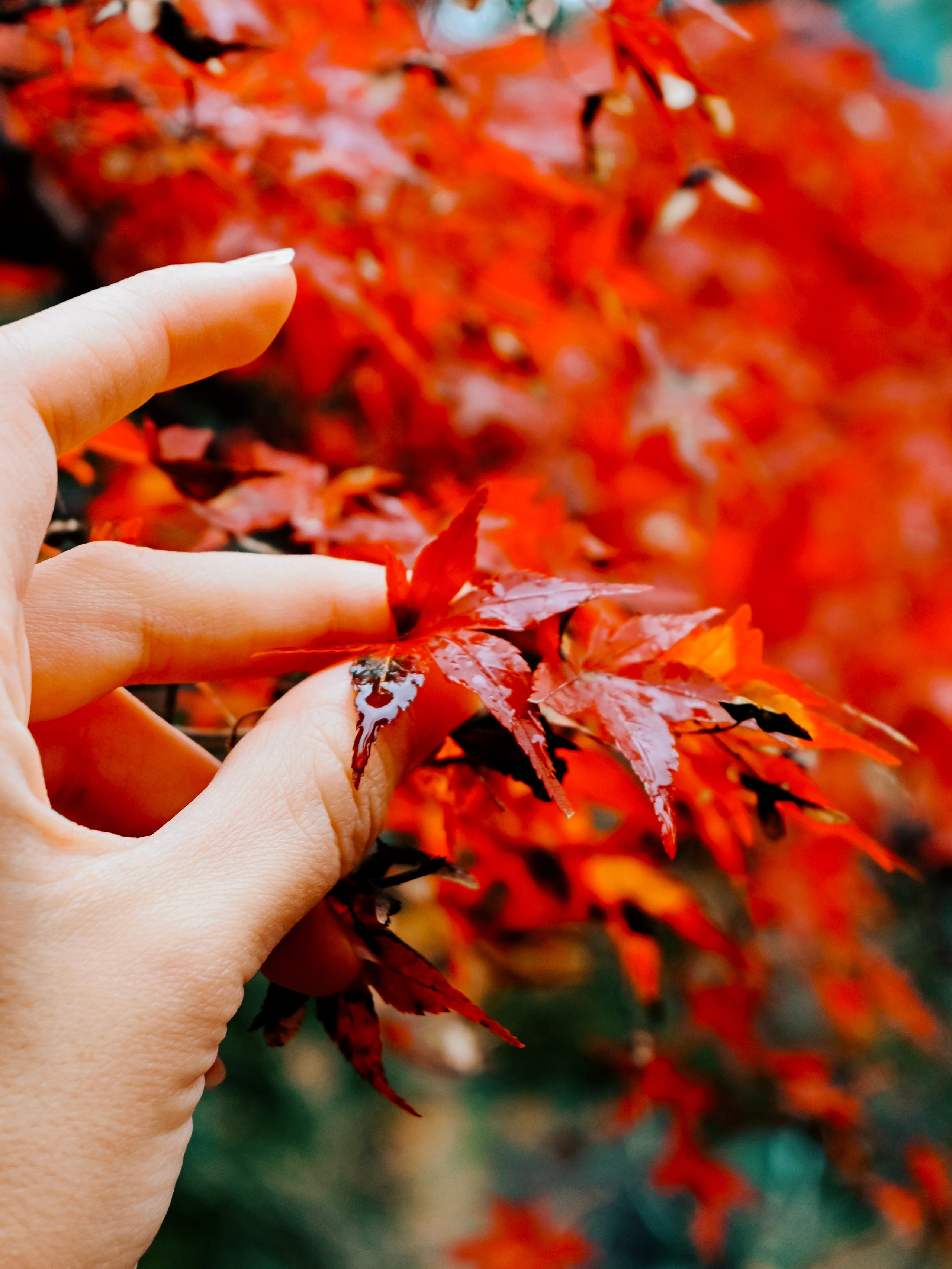 Japan village street. Iraogo