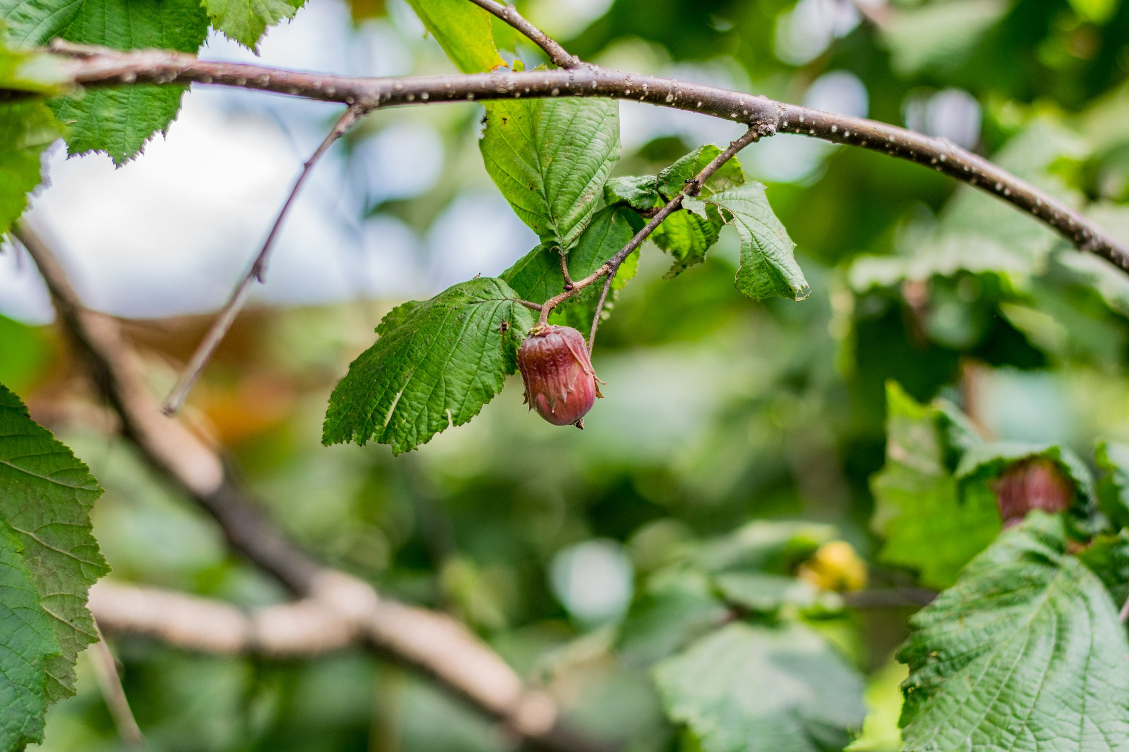 Антон Курдюмов фотограф в Хабаровске Рина Курдюмова фото27 foto27 Антон Дорофеев репортажный репортаж документалист Тони и Рина фотосоздатели Виноградники Хехцир 2024 Хабаровск виноград дикий фермер фермерство дачный сезон