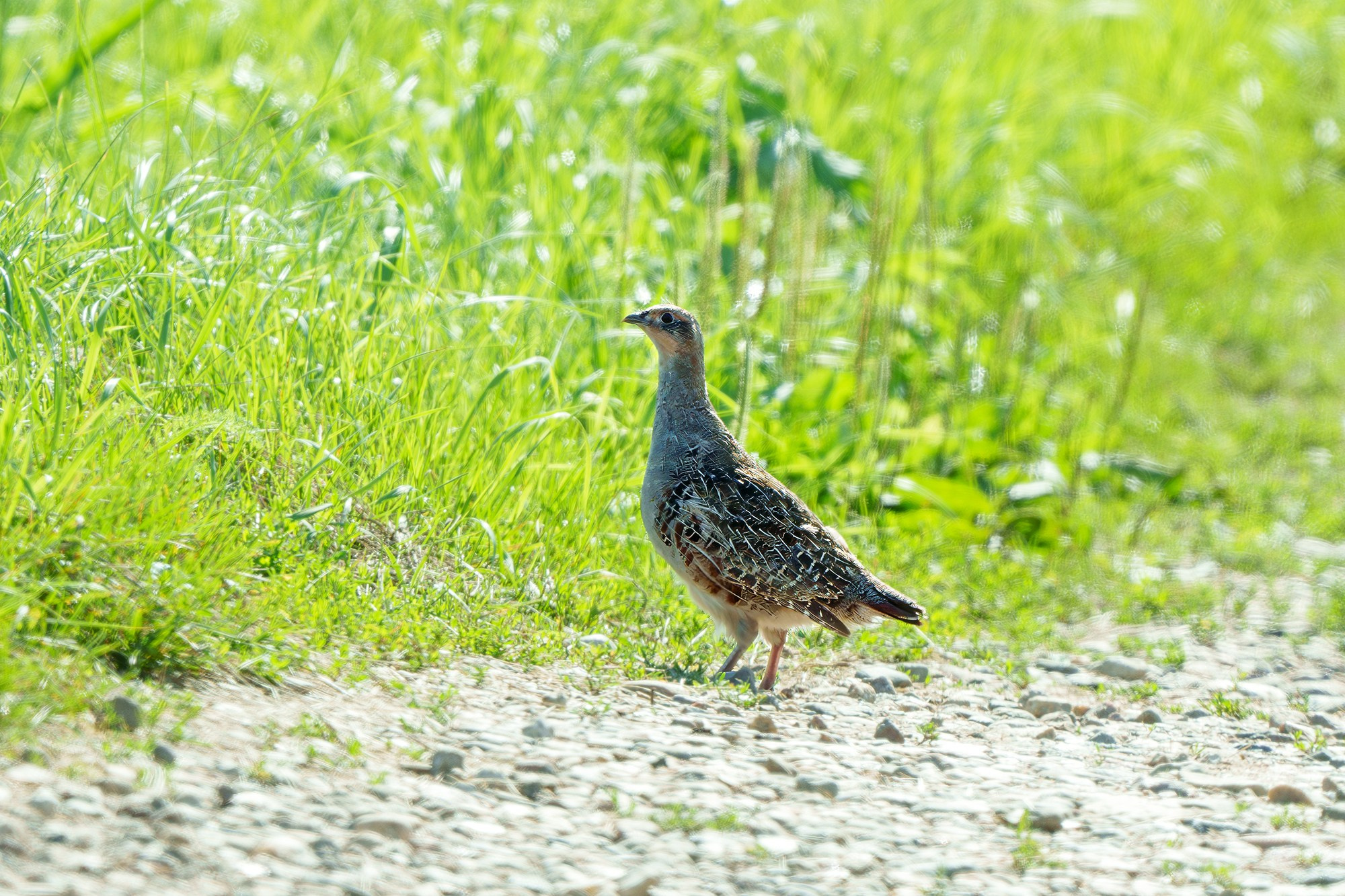 Удивительные мир птиц. Вокруг нас столько прекрасного — присмотритесь!. Ваш личный фотограф Марина Волкова