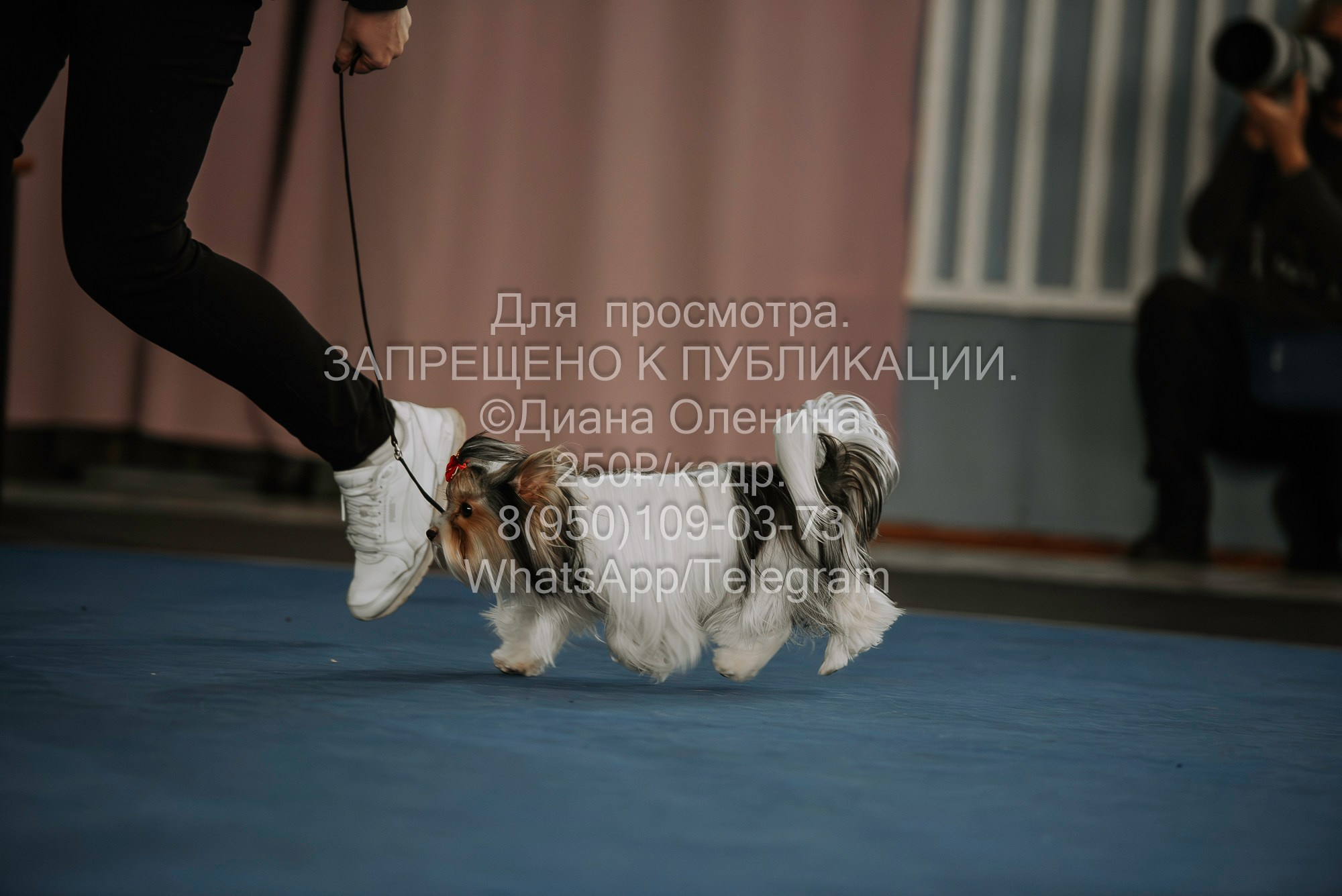 Выставка собак Красноярск 29.10.2023. Фотограф Диана Оленина Красноярск / Братск