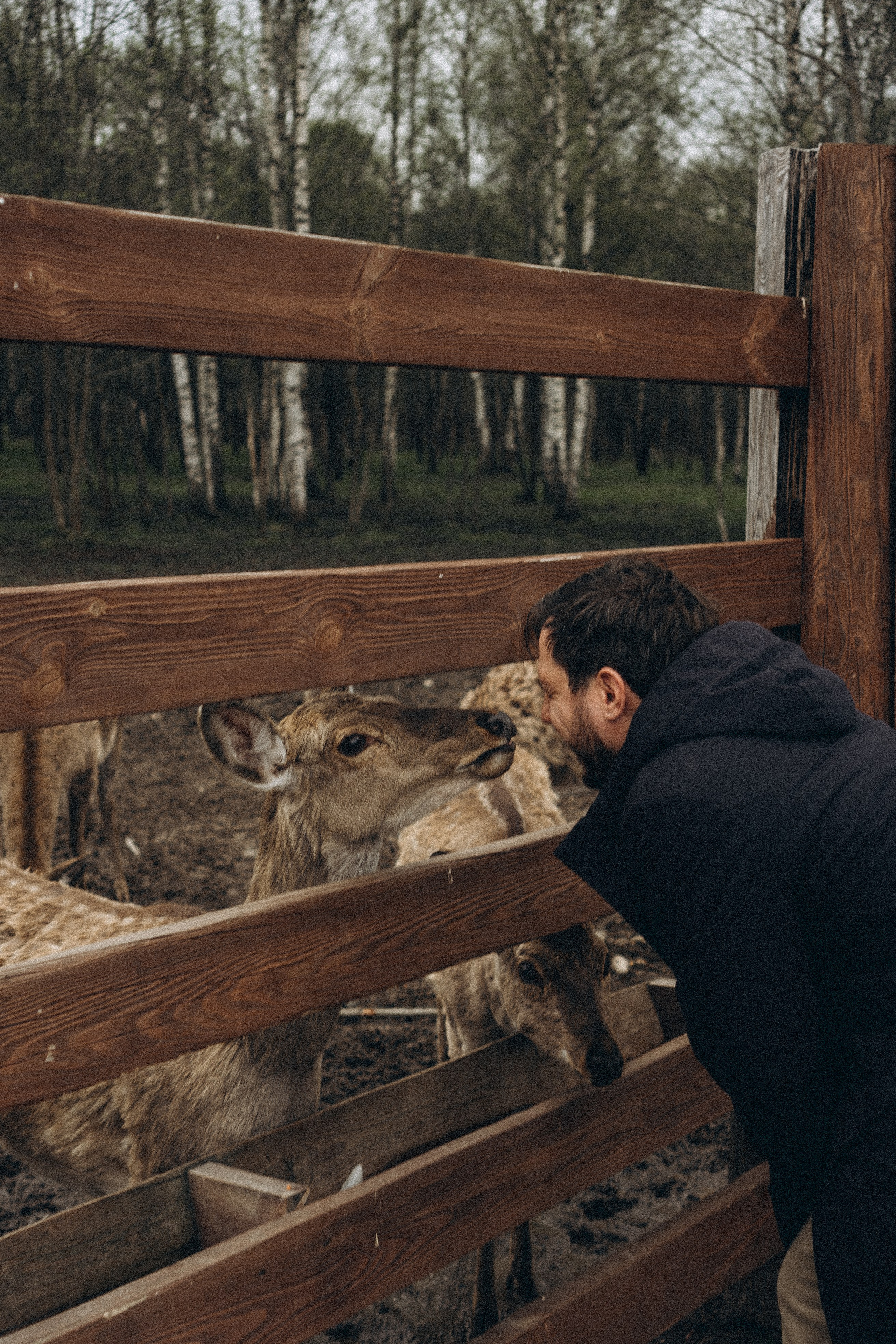 ОЛЕНЬЯ ФЕРМА В ТВЕРИ. Профессиональный фотограф, Санкт-Петербург — Виктория Богомолова