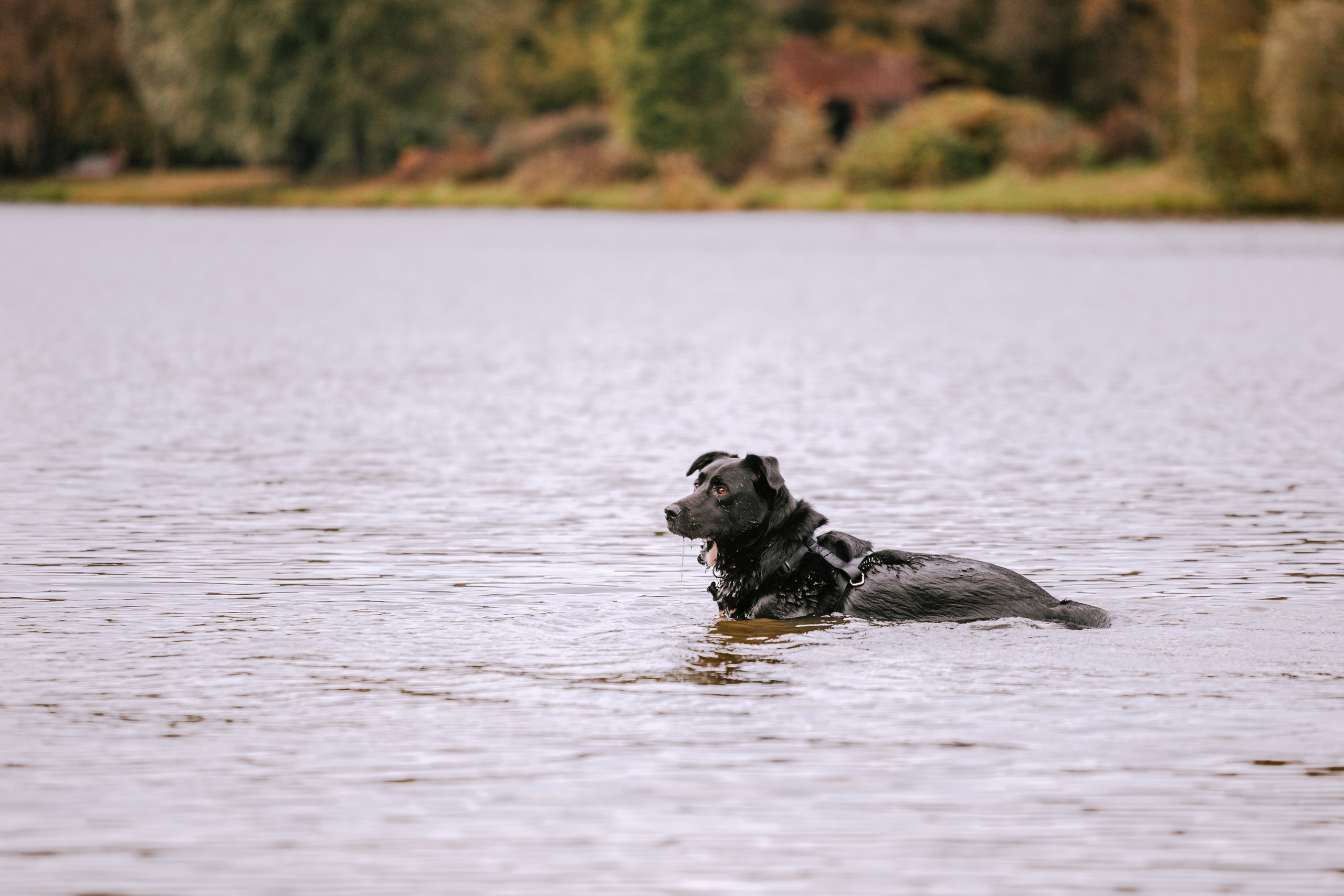 Юля и Фортуна. Фотограф-анималист Татьяна Степанова